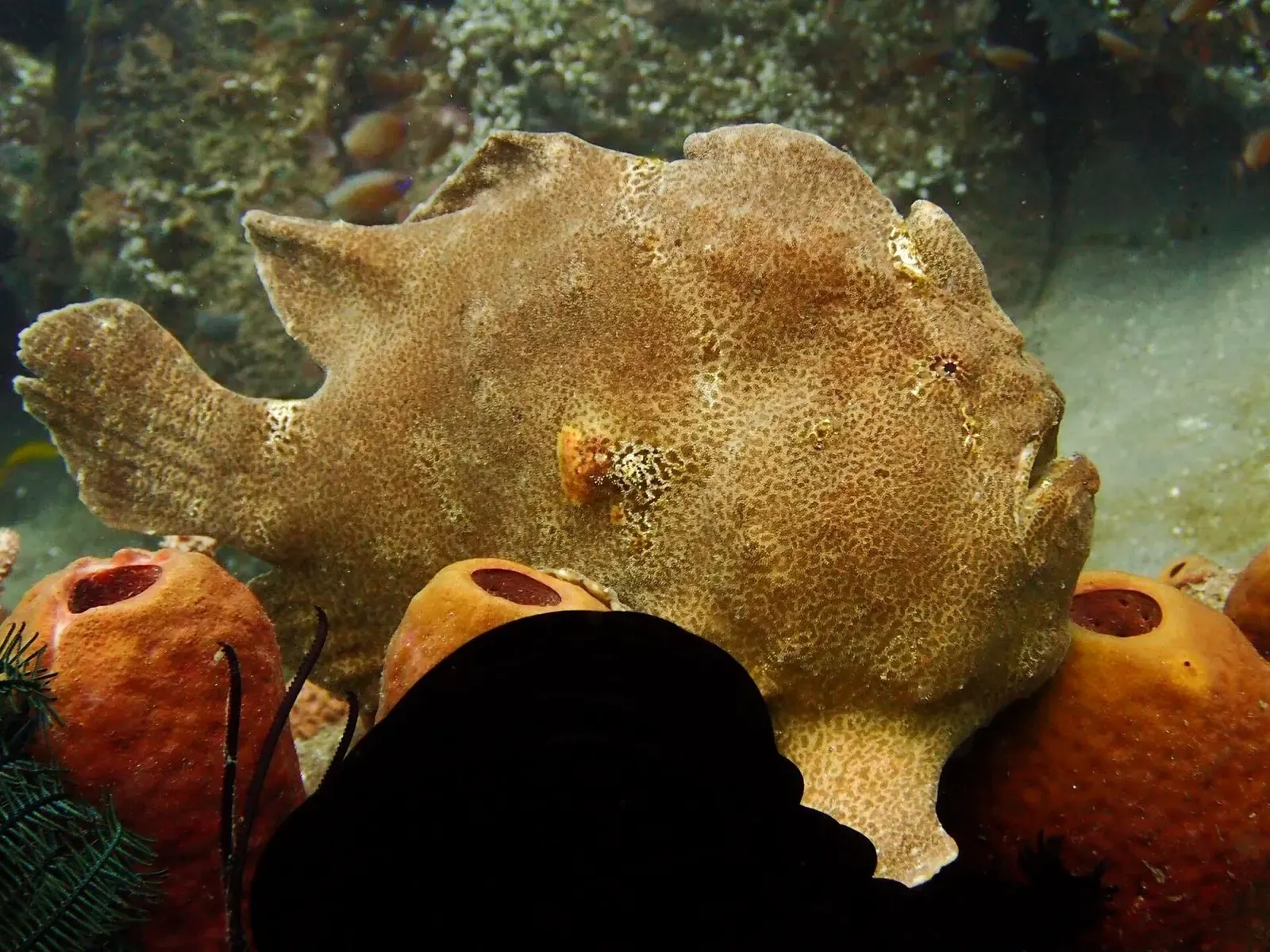 A hairy orange giant frogfish sits motionless against silty muck-site rubble — Masaplod Muck, Dauin.
