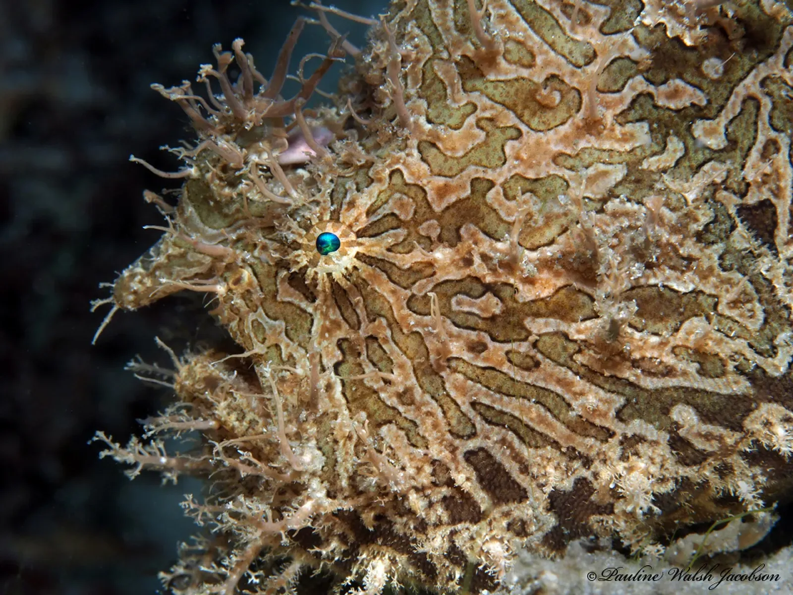 A round, mottled tan frogfish with a lure sitting on the seafloor near the bridge pilings — East Bridge Span, Blue Heron Bridge