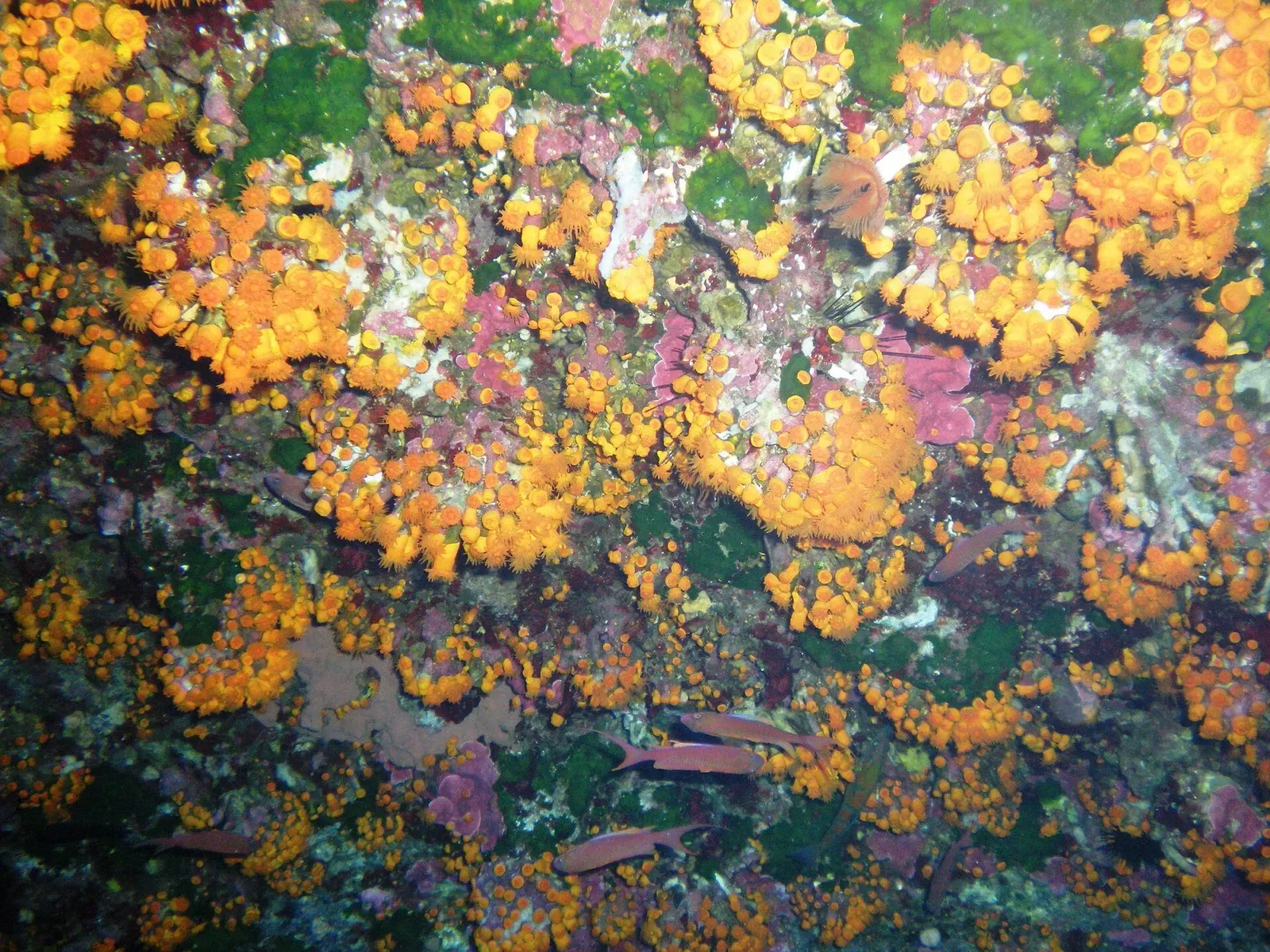 A rock face packed with orange cup corals, green algae and pink encrustations, with several small reddish fish — Secchitella, Lampedusa & Linosa