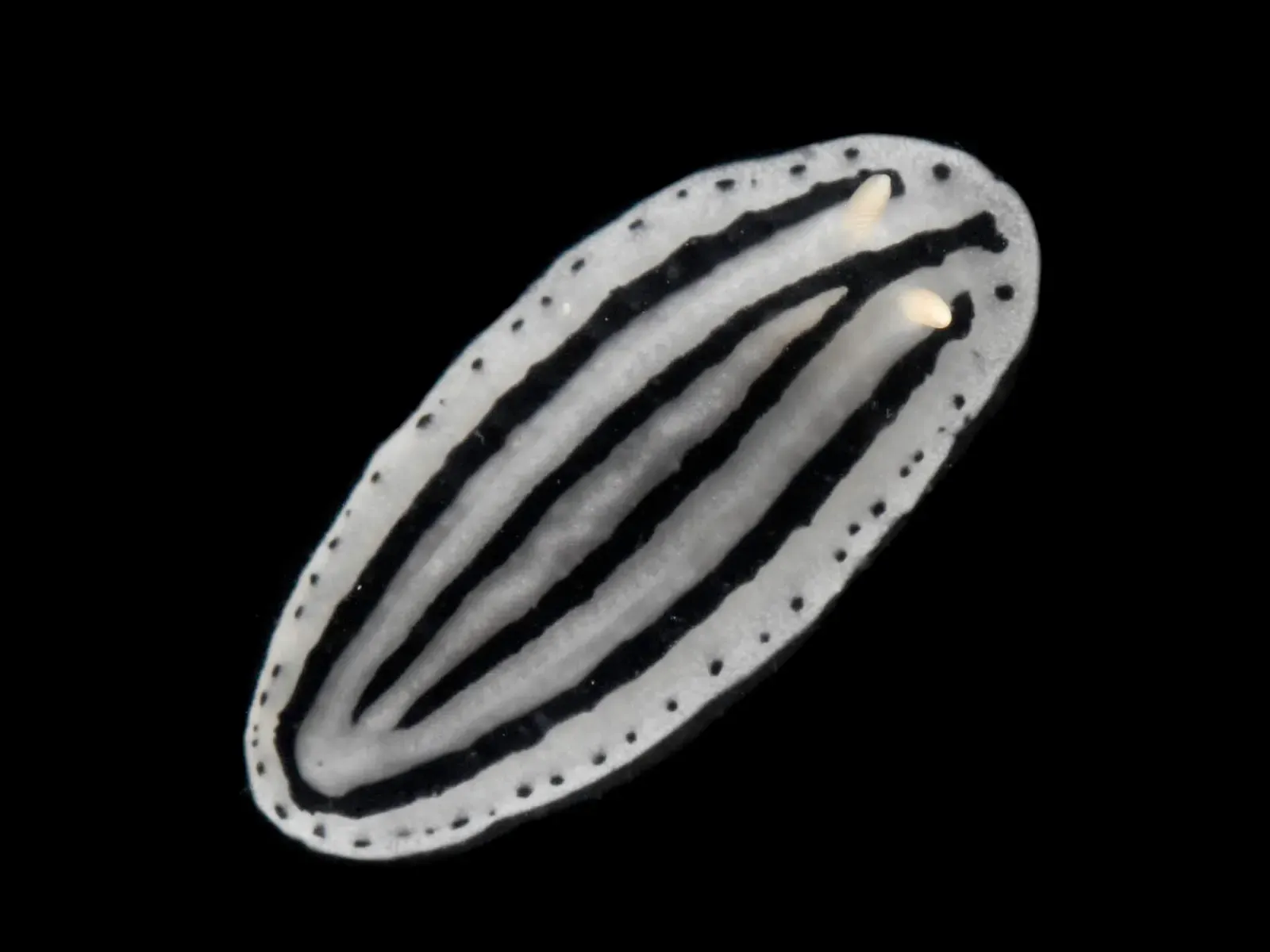 An oval white sea slug with black stripes running its length and a row of black dots around its edge, on a black background — Diani Beach.