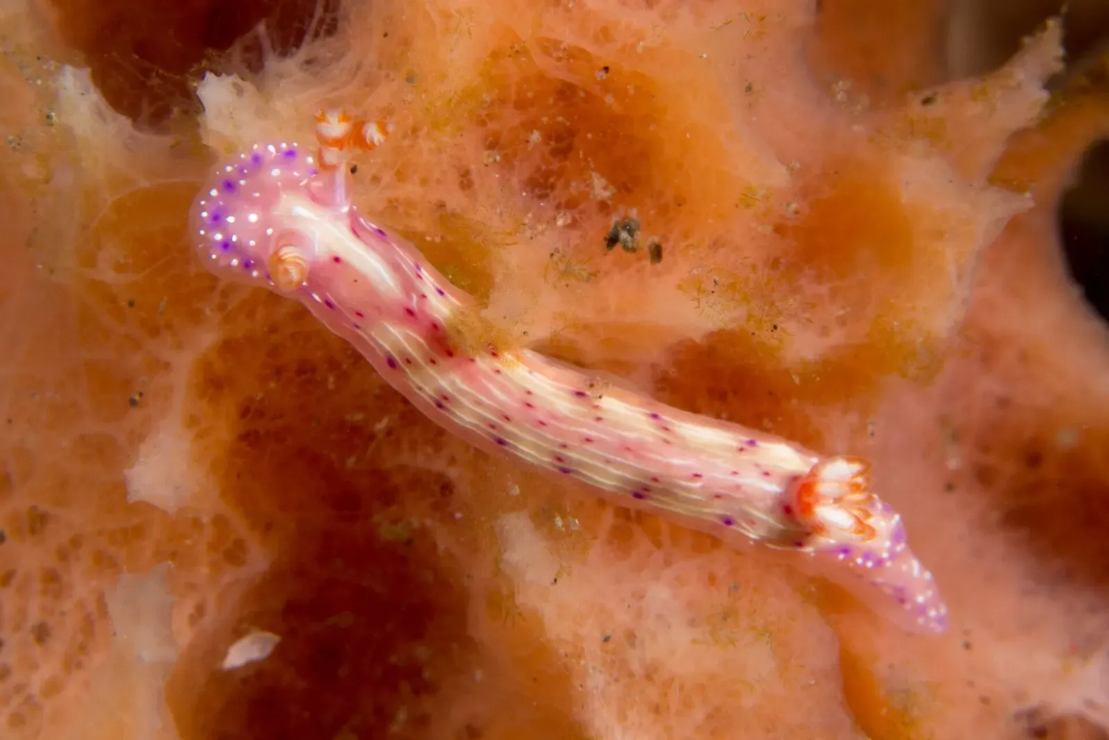 A slender pink nudibranch with purple spots and orange gills and horns crawling across an orange sponge — Sangeang & Bima Bay