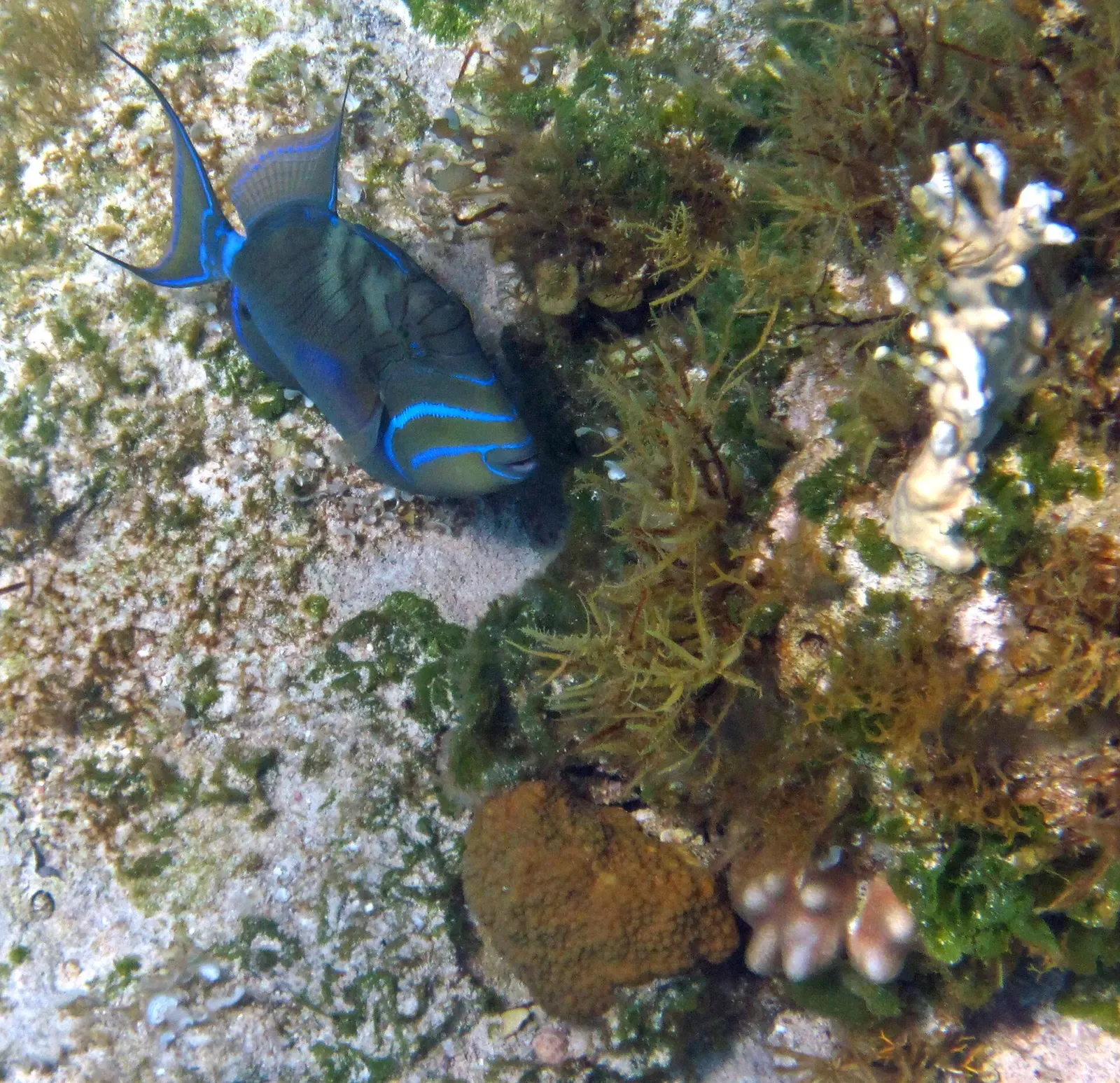 A blue-green triggerfish with bright blue face stripes beside algae-covered reef rock and a pale branching coral — Snapshot, San Salvador.