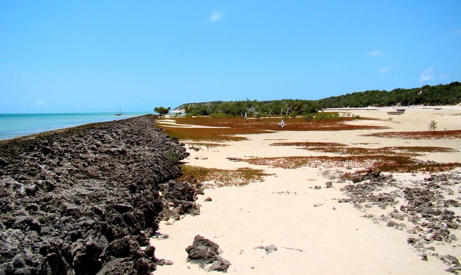 An old fossilized reef exposed at low tide along Bazaruto Island's shore, with a young mangrove stand taking root behind it — Bazaruto Archipelago