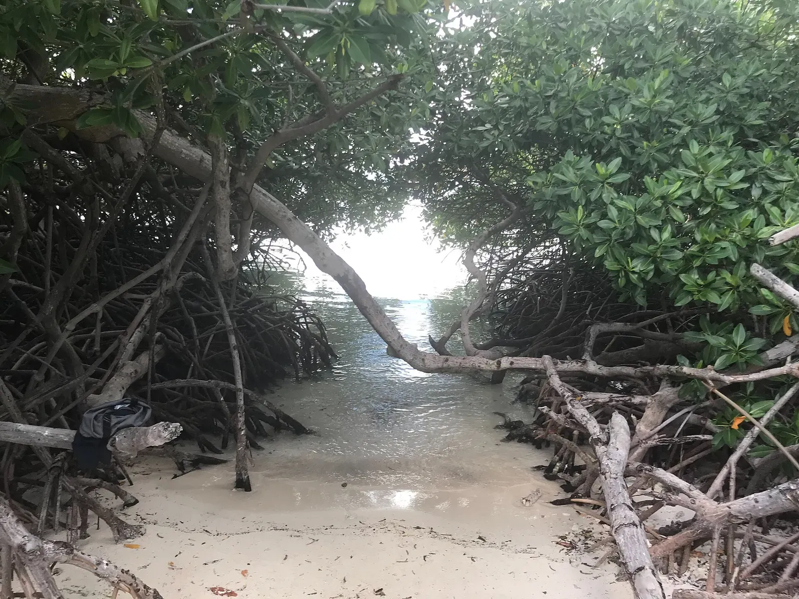 A narrow channel of shallow water and white sand runs out to sea through a tunnel of mangrove roots and branches — Mangel Halto, Aruba.