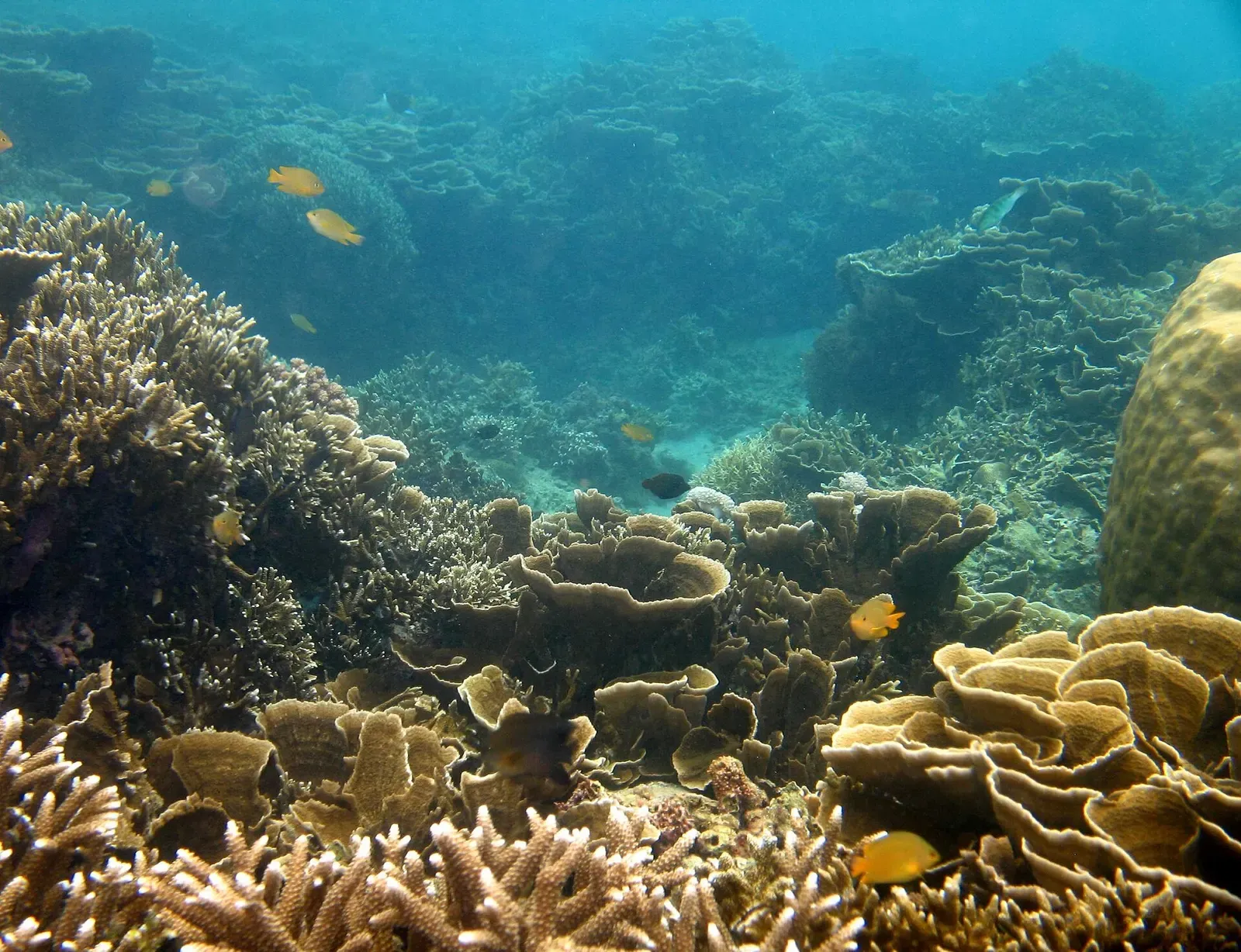 Table and branching coral forming an overhang with small reef fish darting around it — Sombrero Island, Anilao.