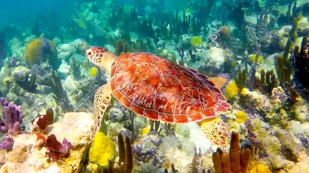 A hawksbill turtle swims past sea fans and coral heads on a shallow Providenciales reef — Turks & Caicos