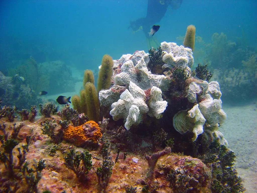 Soft corals and sponges cover a reef ledge as a diver swims past in the background — Bimini.