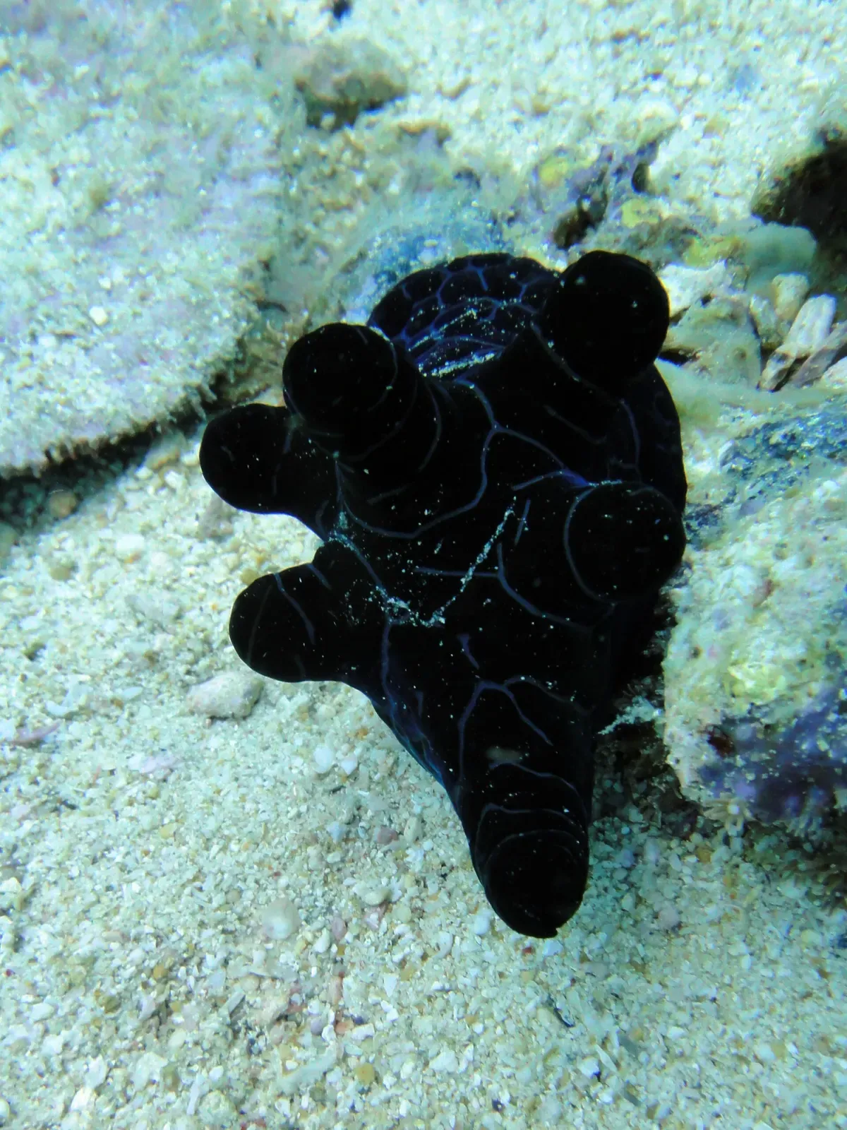 A black sea slug with thin blue lines and rounded knobs on its back rests on pale sand beside a rock — Chocolate Island, Malapascua