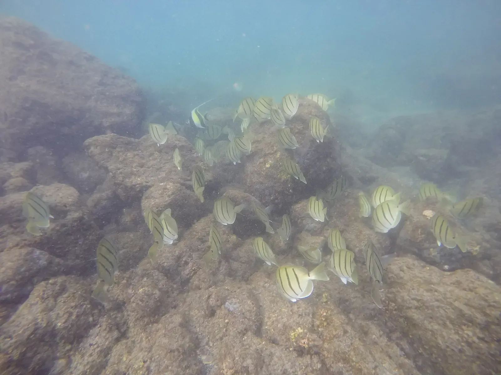 A school of striped convict tangs over lava rock boulders in green-blue water off a Hilo beach
