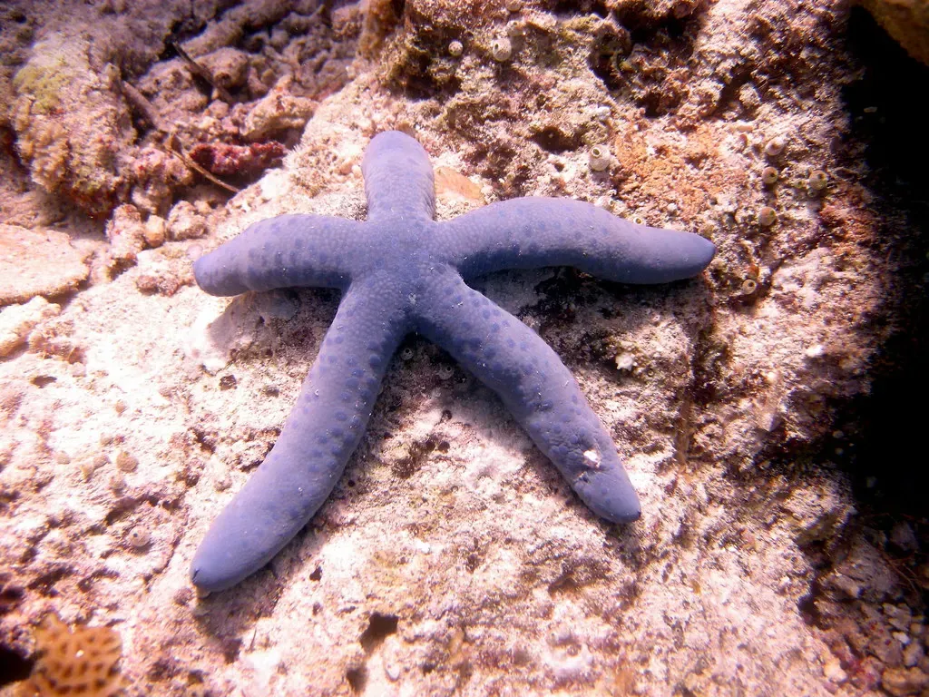 Blue linckia starfish resting on the sandy reef bottom at Fukui — Bunaken