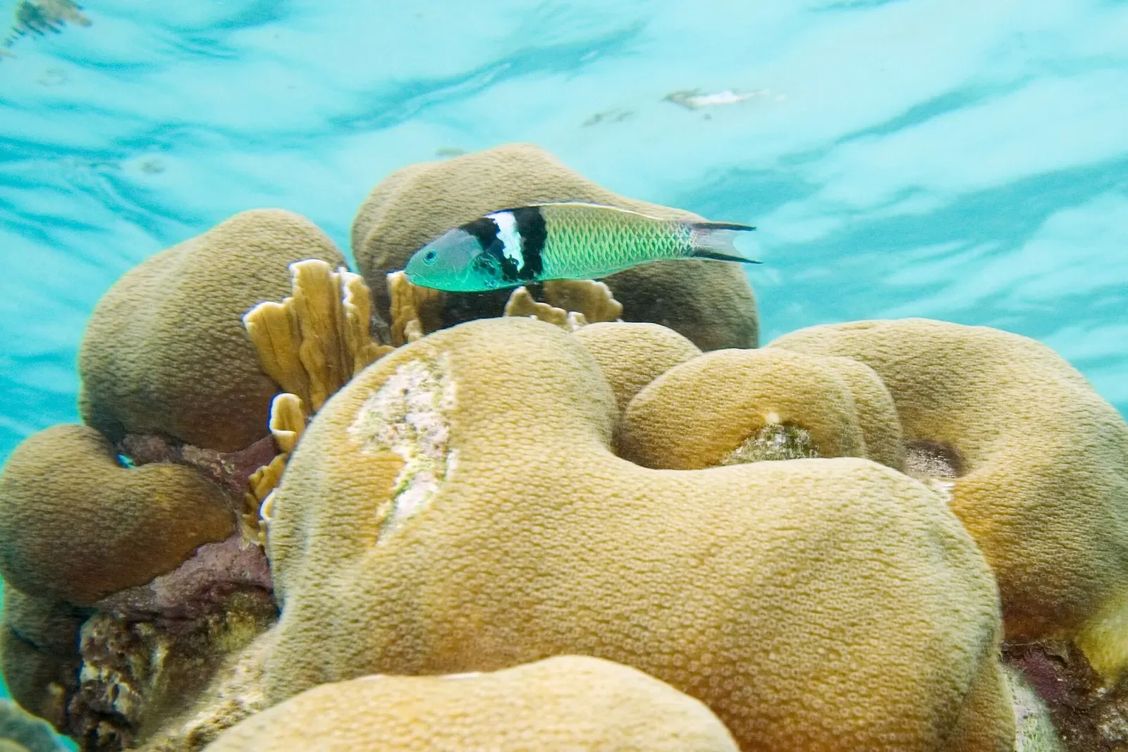 A blue-headed green fish with black and white bands swims above rounded brown boulder corals in shallow bright water — Windsock, Bonaire.
