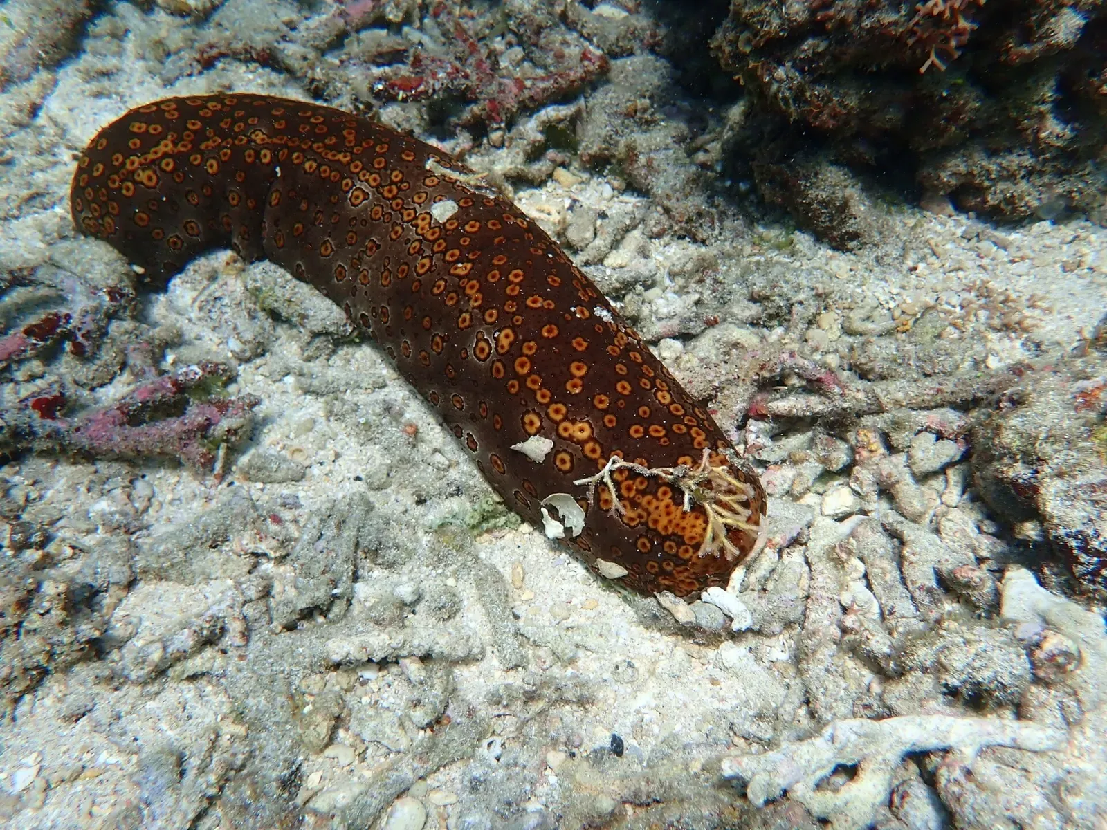 A dark brown sea cucumber covered in orange ring spots lies on pale coral rubble — Tanna & Lenakel.