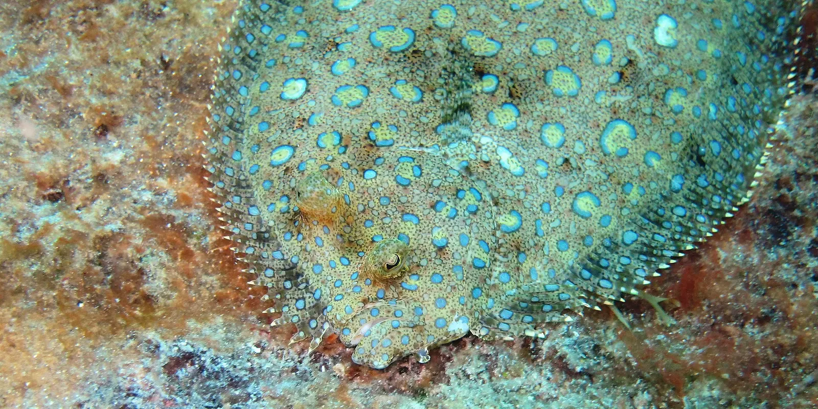 A flatfish patterned with blue rings and spots lies on a mottled rocky seabed — Martinique