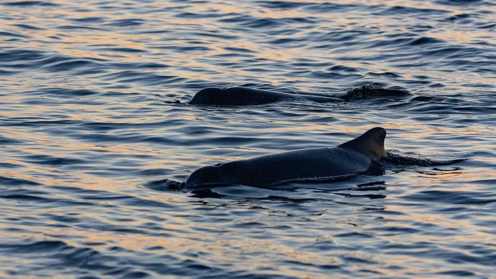 Two bottlenose dolphins surfacing near Amity Point, Stradbroke Island