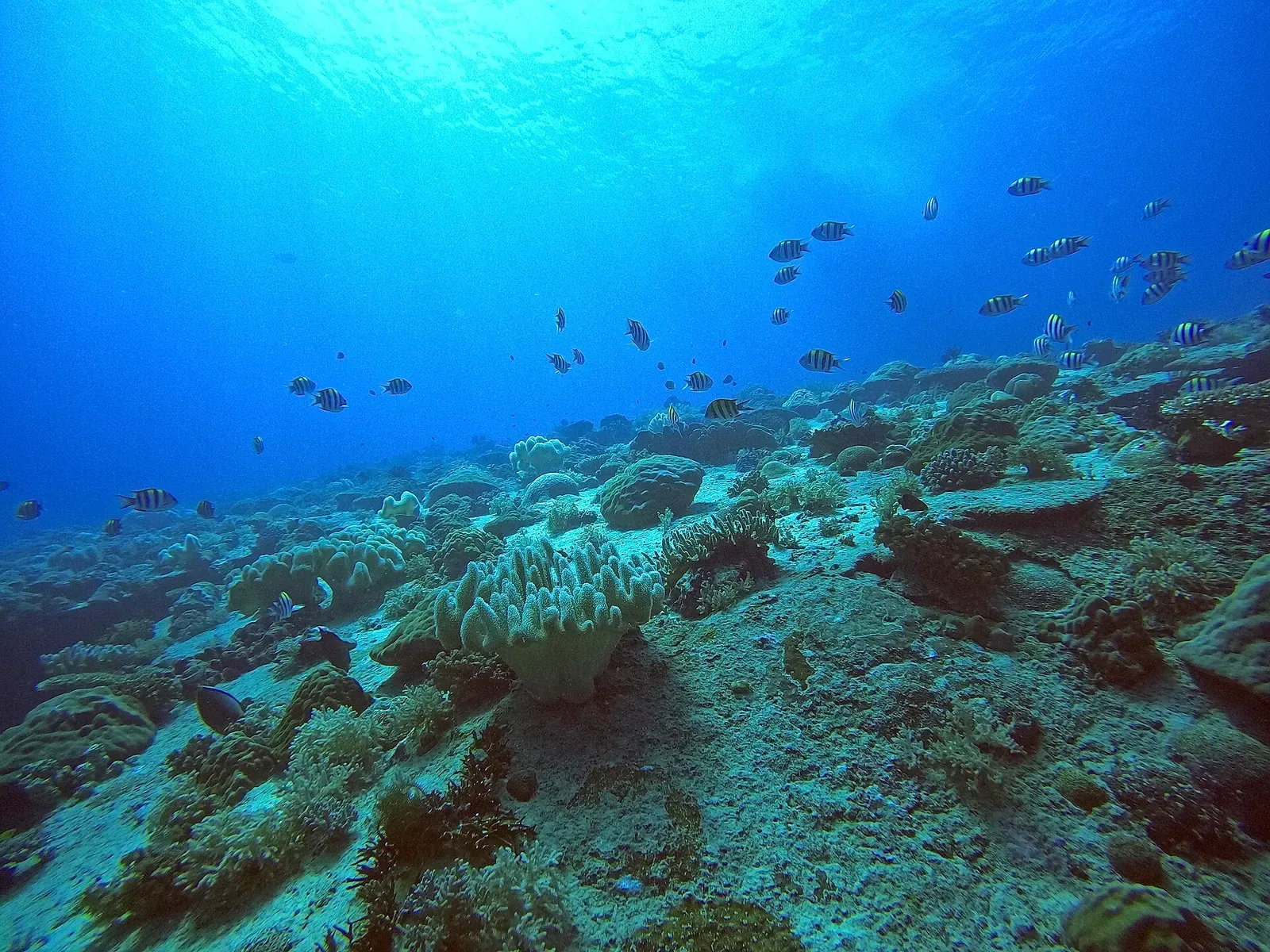 A coral-encrusted mound rising from the sandy seabed with fish overhead — Bounty Wreck, Gili Islands.