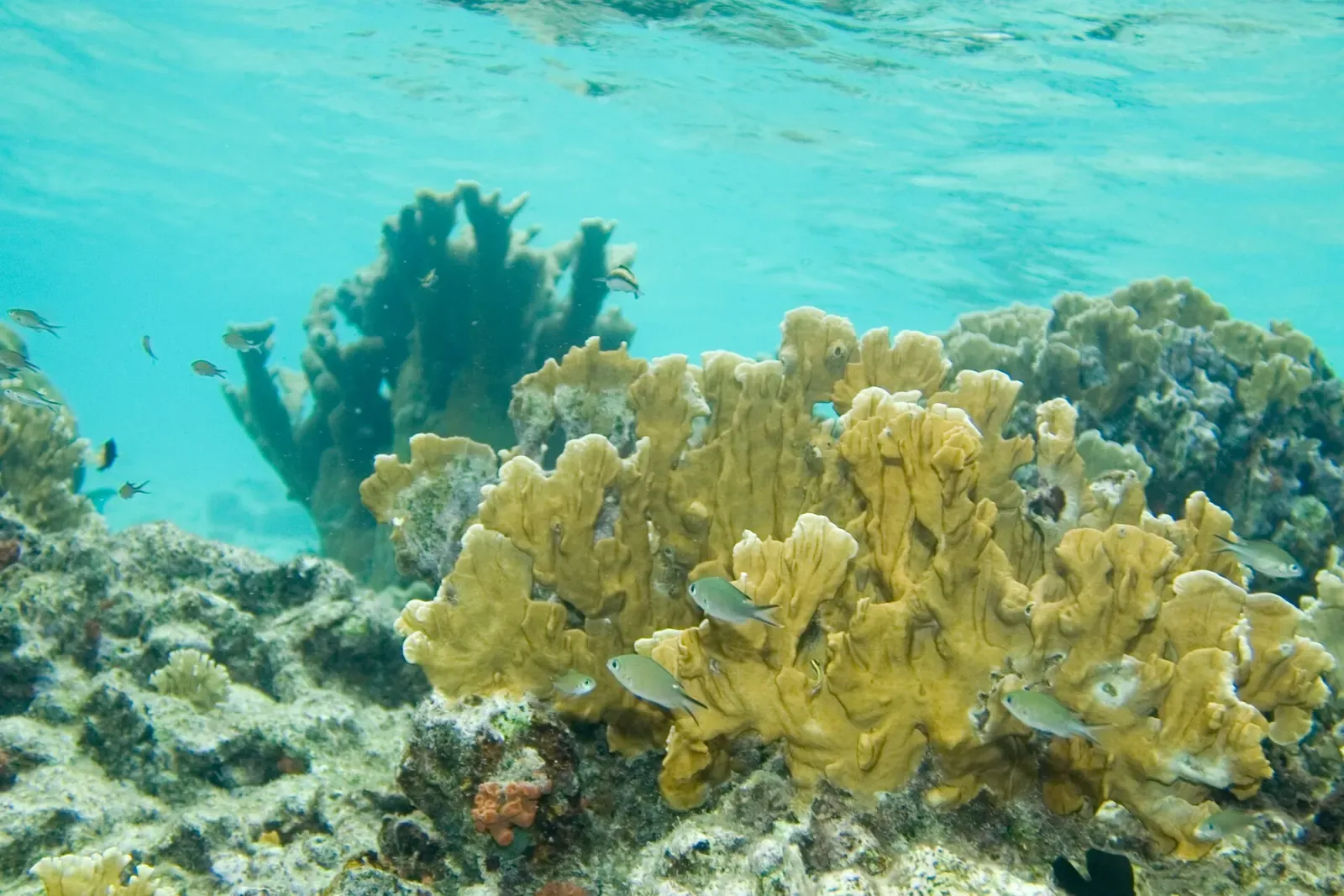 Small brown chromis darting past yellow blade fire coral on the shallow reef — Something Special, Bonaire