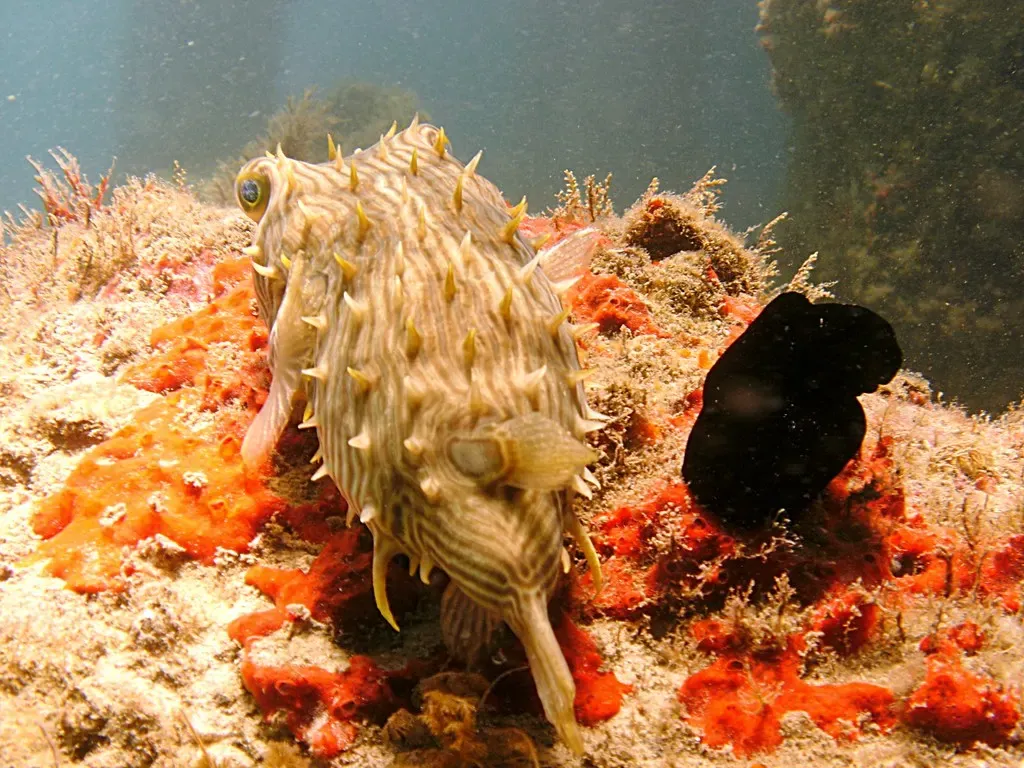 A spiny, striped burrfish resting on orange sponge growth — West Bridge Span, Blue Heron Bridge