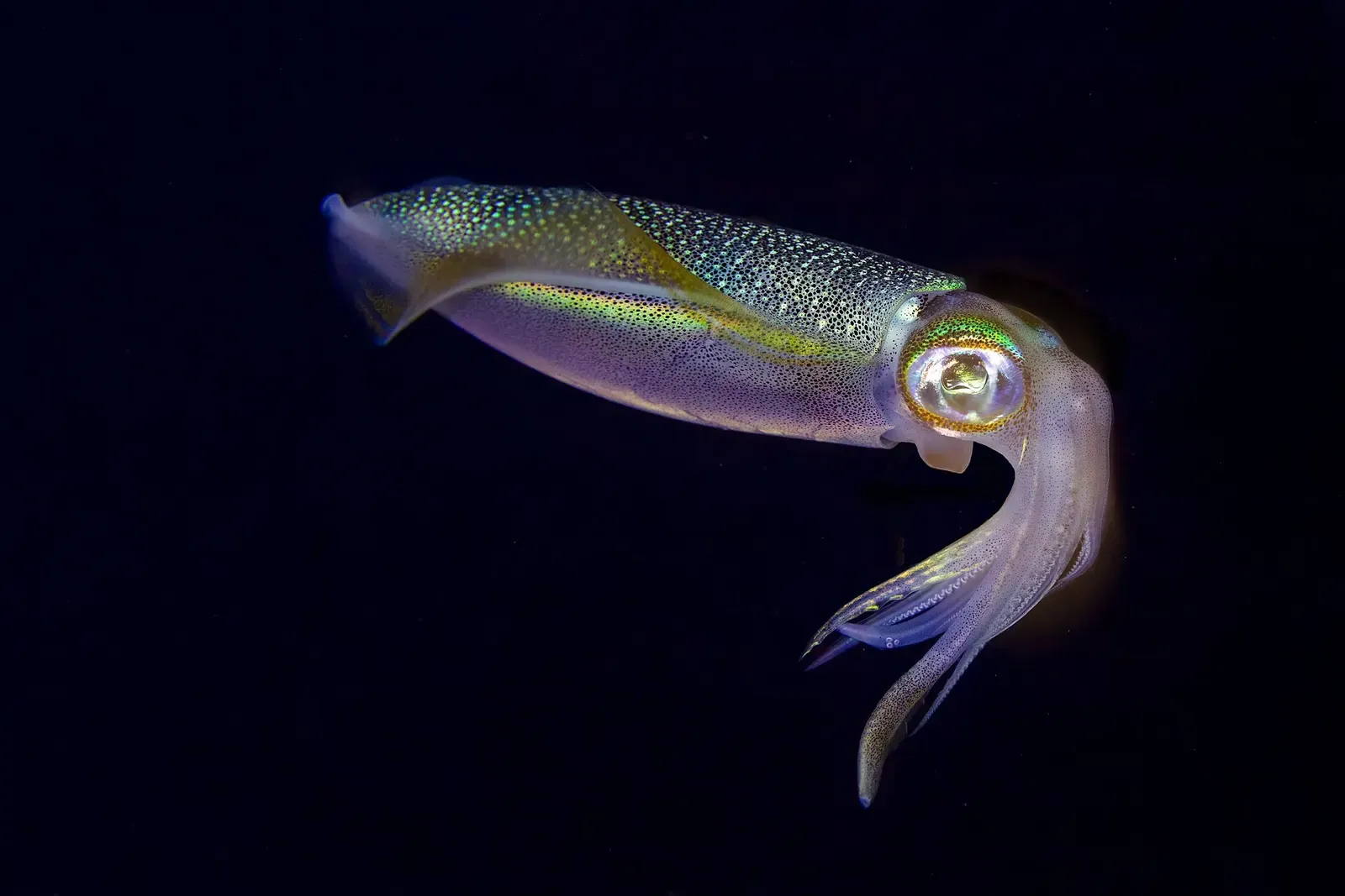 Iridescent bigfin reef squid hanging in black water with its arms curled below its eye — Nosy Be