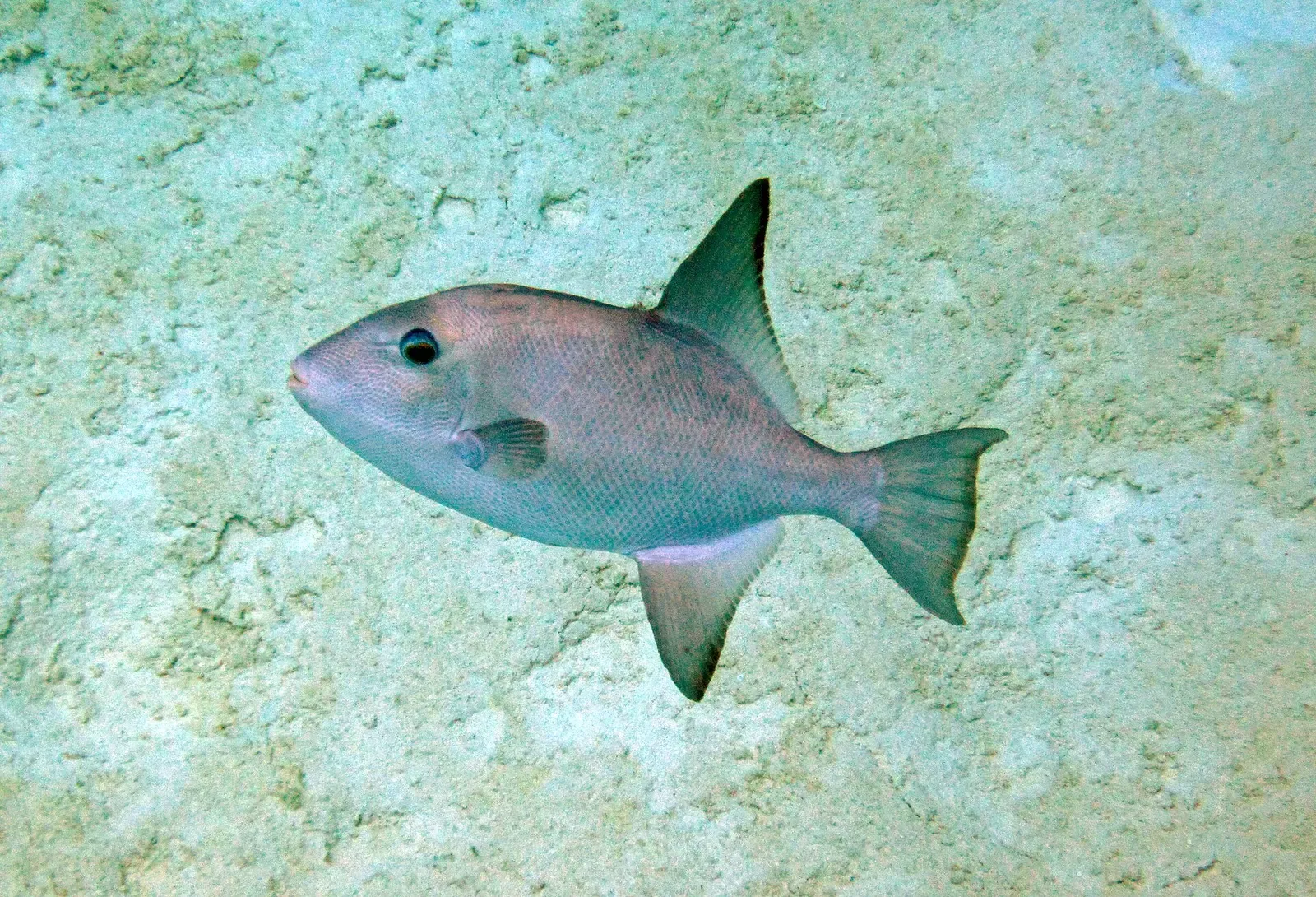 A single grey triggerfish with dark-edged fins swimming over pale sand — San Salvador.