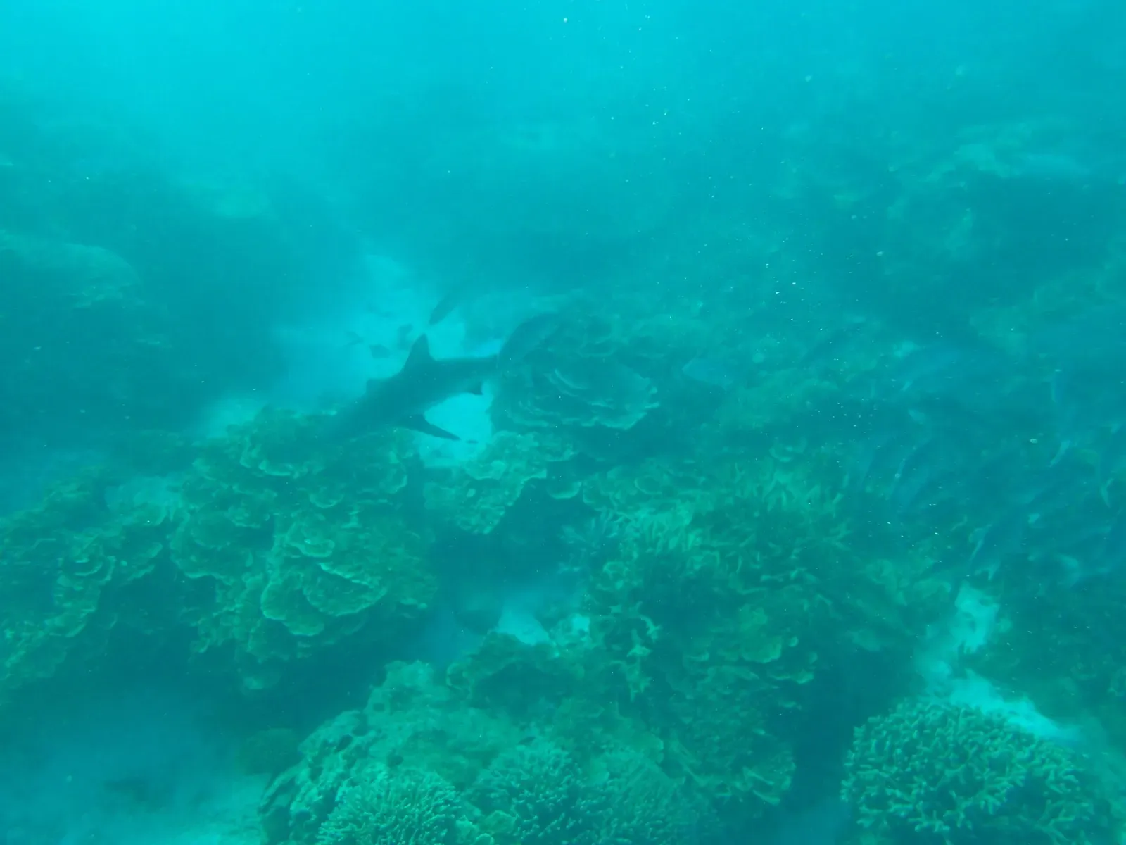 A grey reef shark cruises low over the coral reef in clear blue water — Lady Elliot Island.