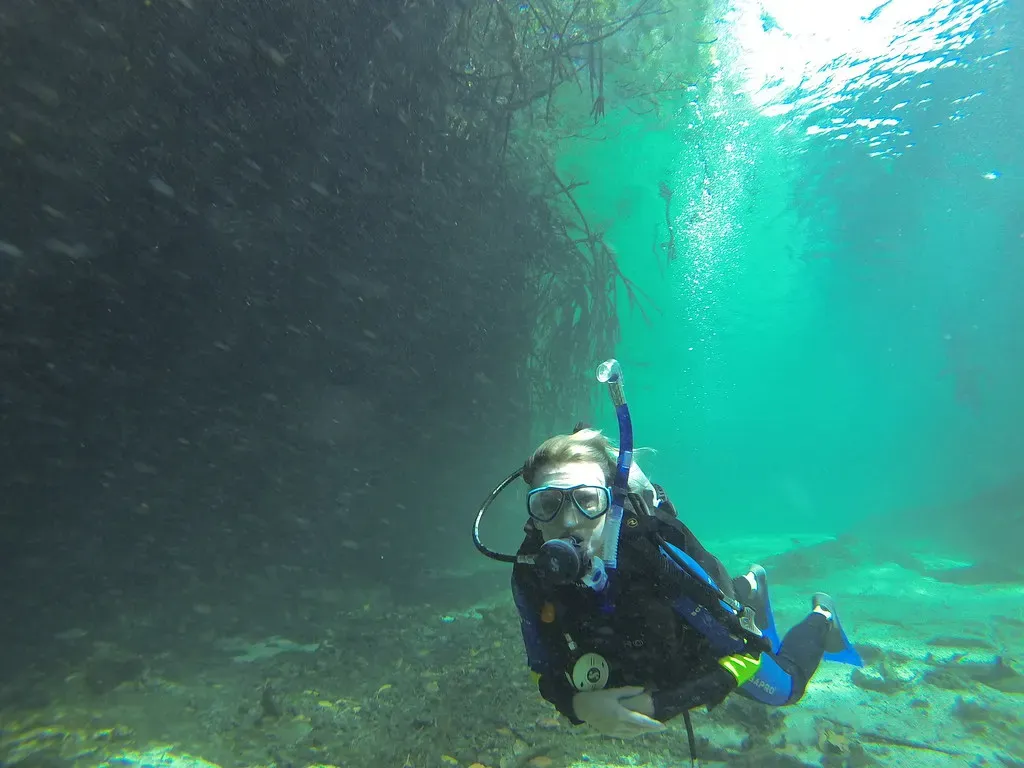 Diver in green water beneath a curtain of mangrove roots
