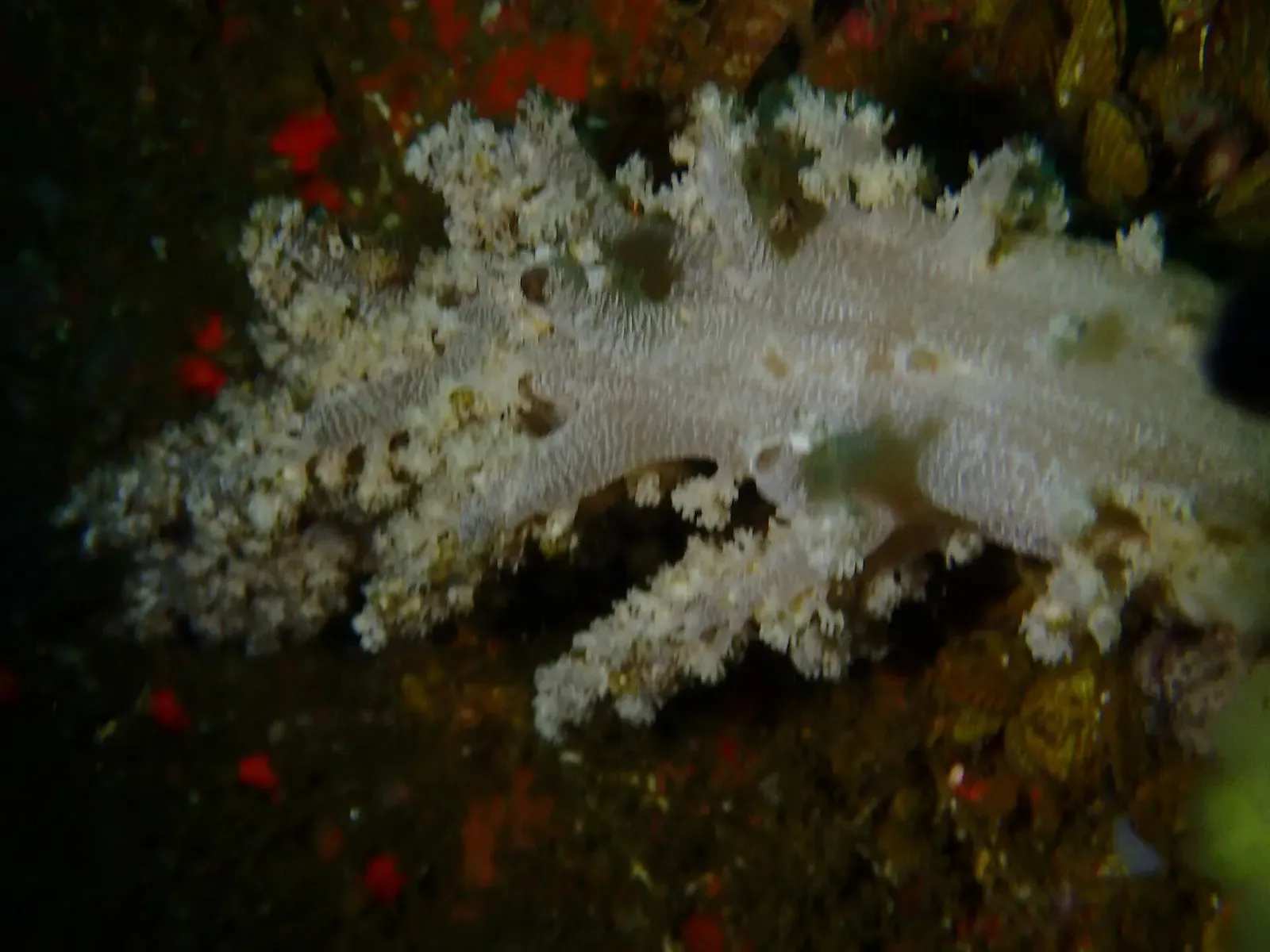 Pale cauliflower soft coral spreading across the rocky reef wall — Giant's Castle, Tofo