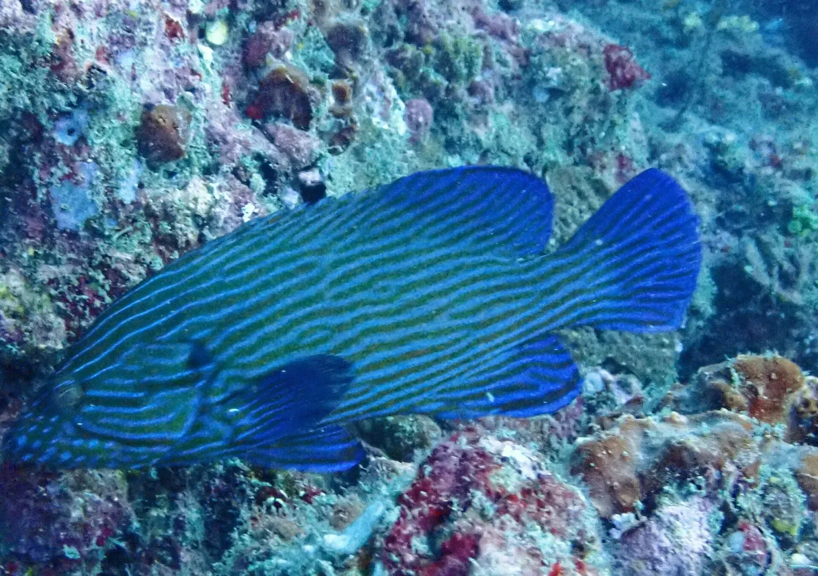 Blue-lined rockcod with vivid blue and green stripes swimming over the reef — Koh Bida Nok, Koh Phi Phi