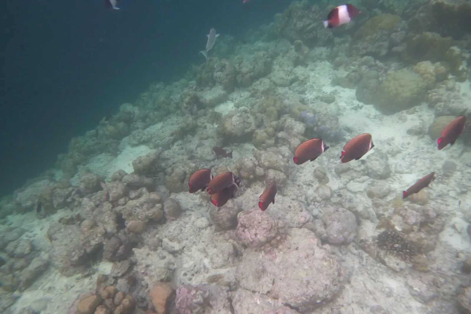Small group of red-tailed butterflyfish over coral rubble on the reef slope — Dhonfanu Thila, Baa Atoll & Hanifaru