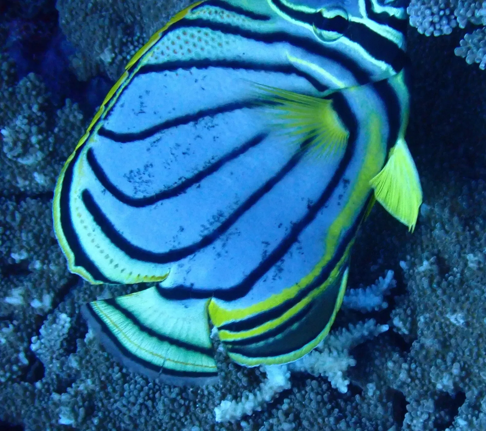 A white butterflyfish with curved black stripes and yellow fins over branching coral — New Ireland & Kavieng