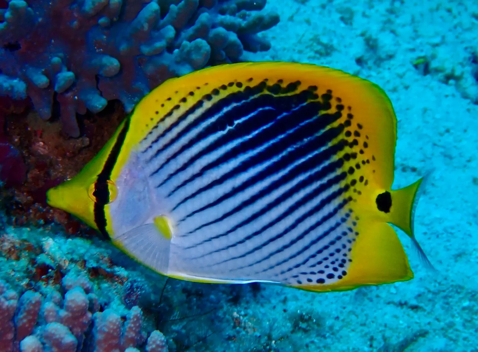 A yellow and white butterflyfish with dark diagonal stripes swims over coral — Citrus Ridge, Raja Ampat.