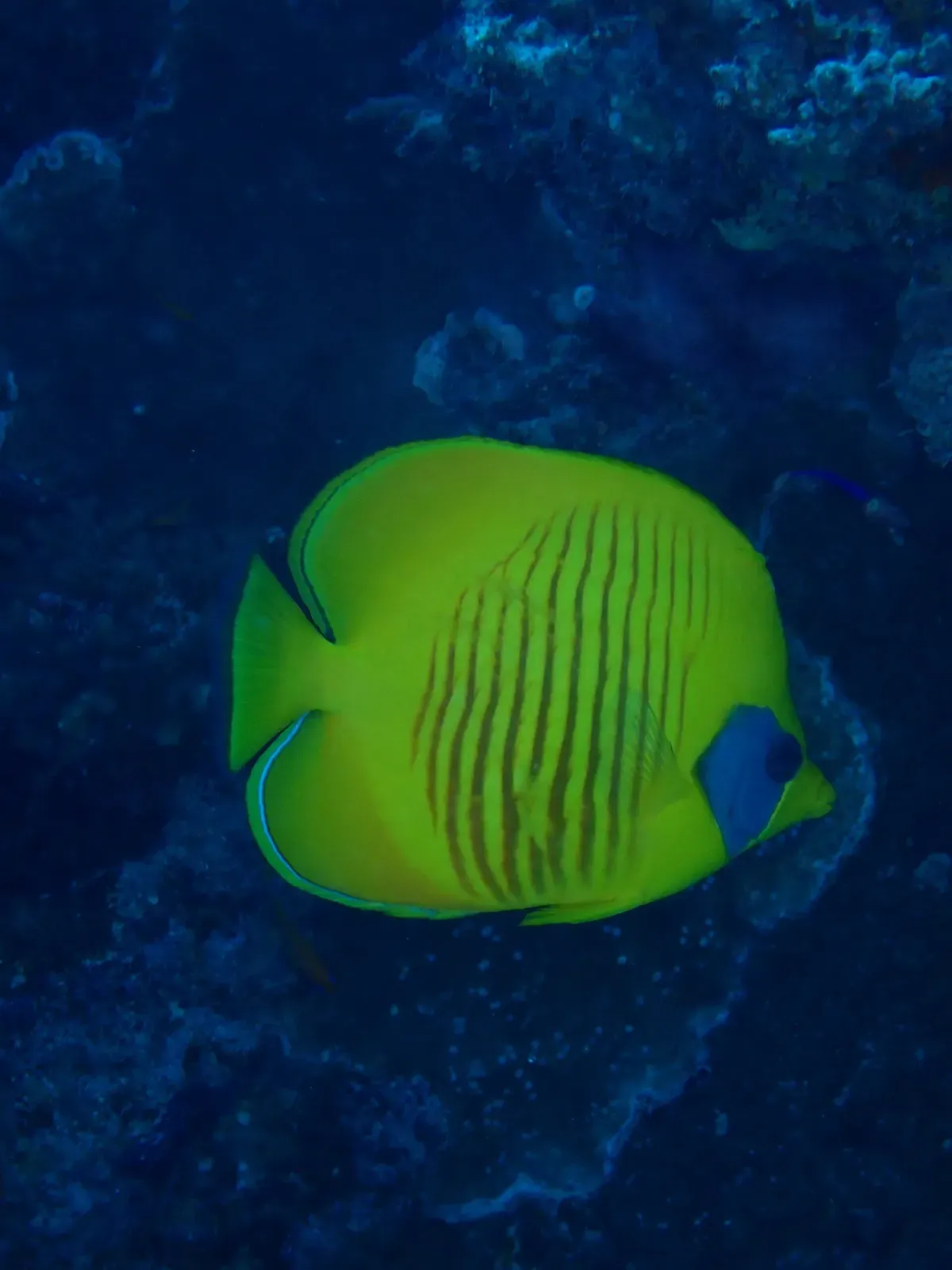 A yellow butterflyfish with thin orange bars and a blue face mask over a dark reef — Umm Gamar, Hurghada & El Gouna