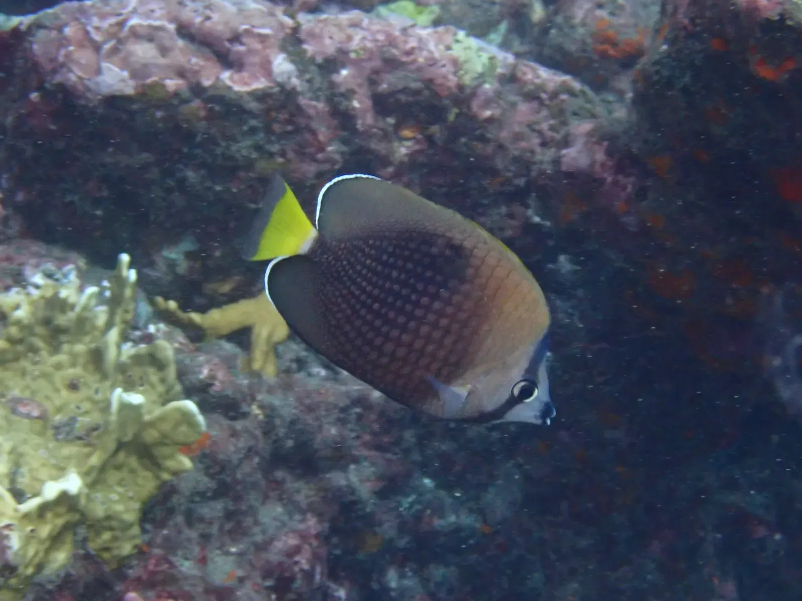 A brown, finely spotted butterflyfish with a yellow tail beside a pale coral clump on dark rock — Nuku Hiva