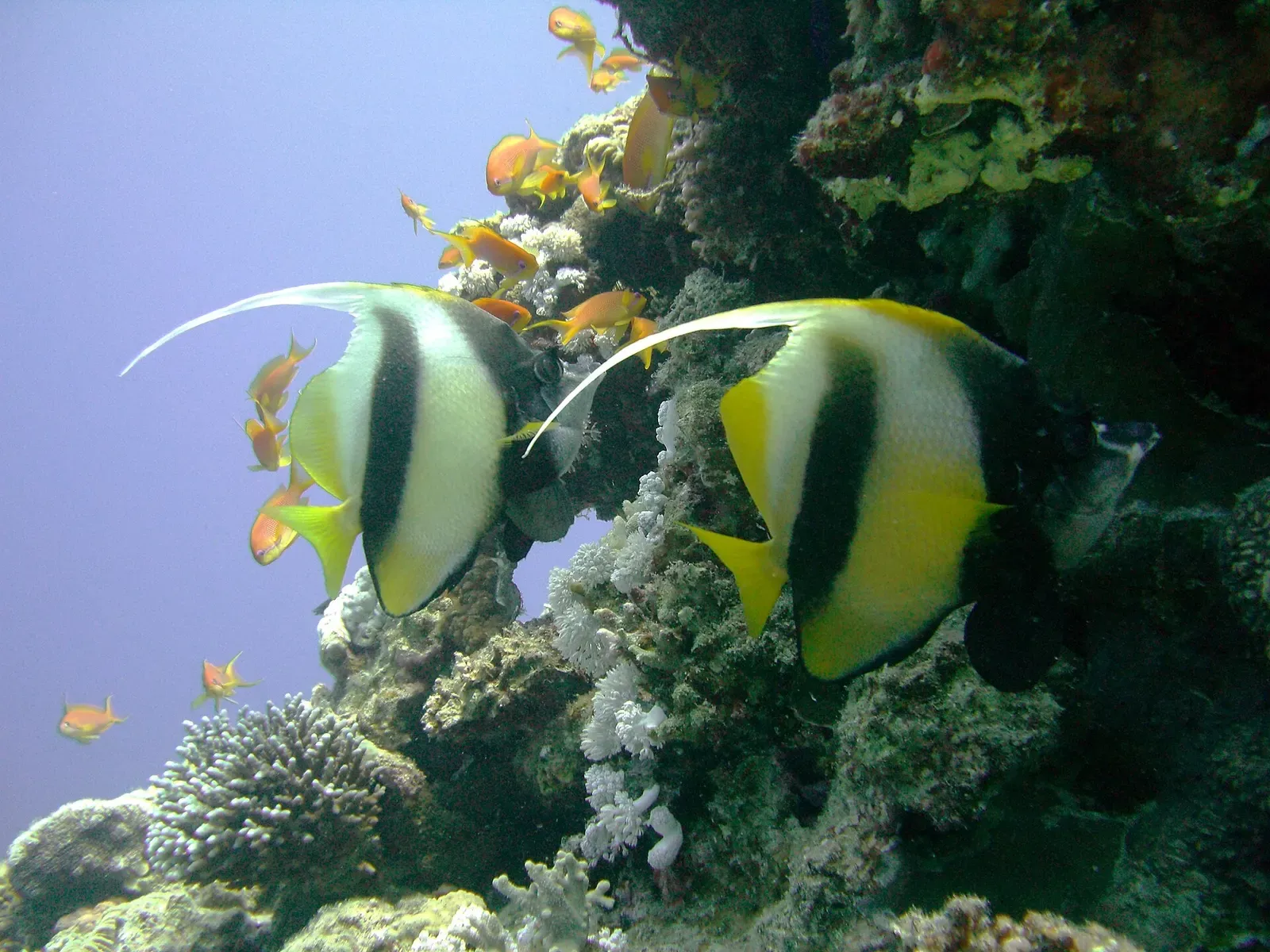 Two Red Sea bannerfish trailing long dorsal fins beside the coral wall at Lighthouse — Dahab