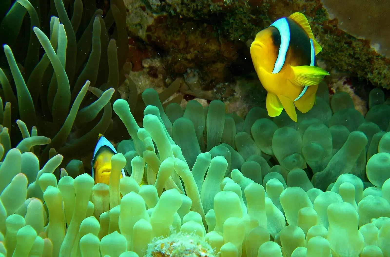 Red Sea anemonefish sheltering in a bubble-tip anemone at The Islands — The Islands, Dahab