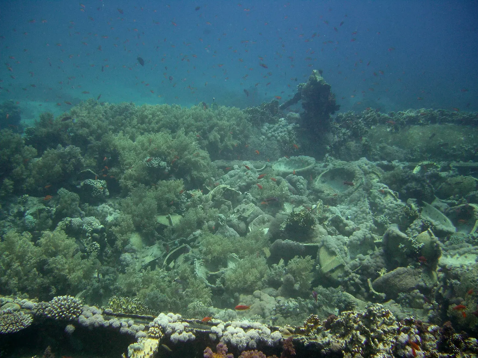 Coral-encrusted bathtub and pipe shapes from the Yolanda wreck's cargo scattered across the reef — Shark & Yolanda Reef, Sharm El Sheikh.