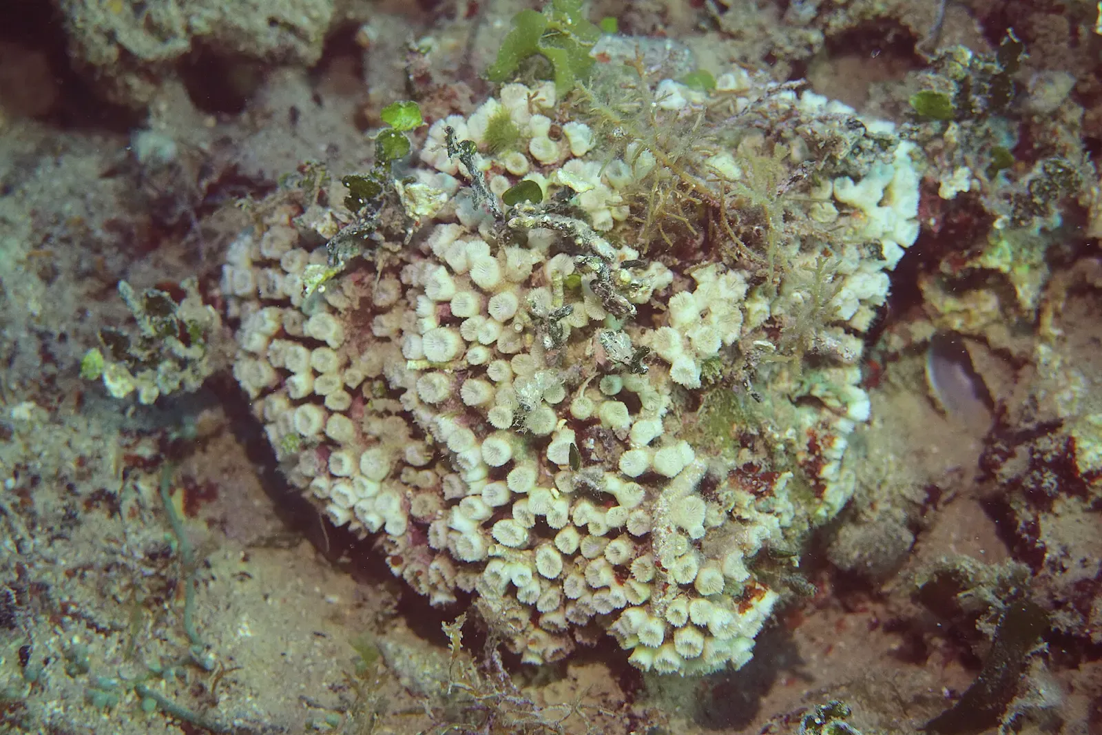 Colony of pale green cushion coral polyps encrusting a rock underwater