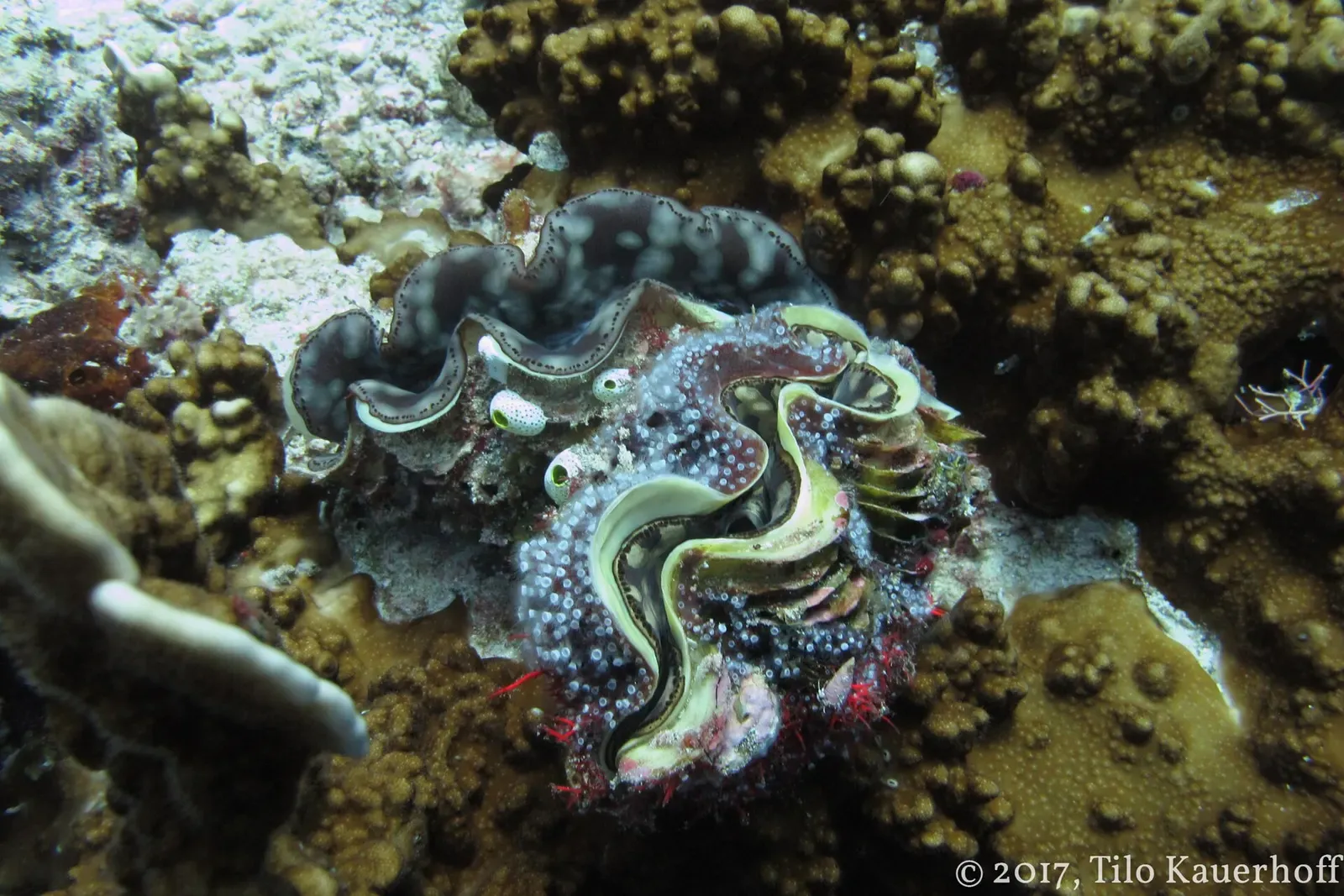 Two giant clams with patterned mantles nestled together on hard coral — Halik, Gili Islands.