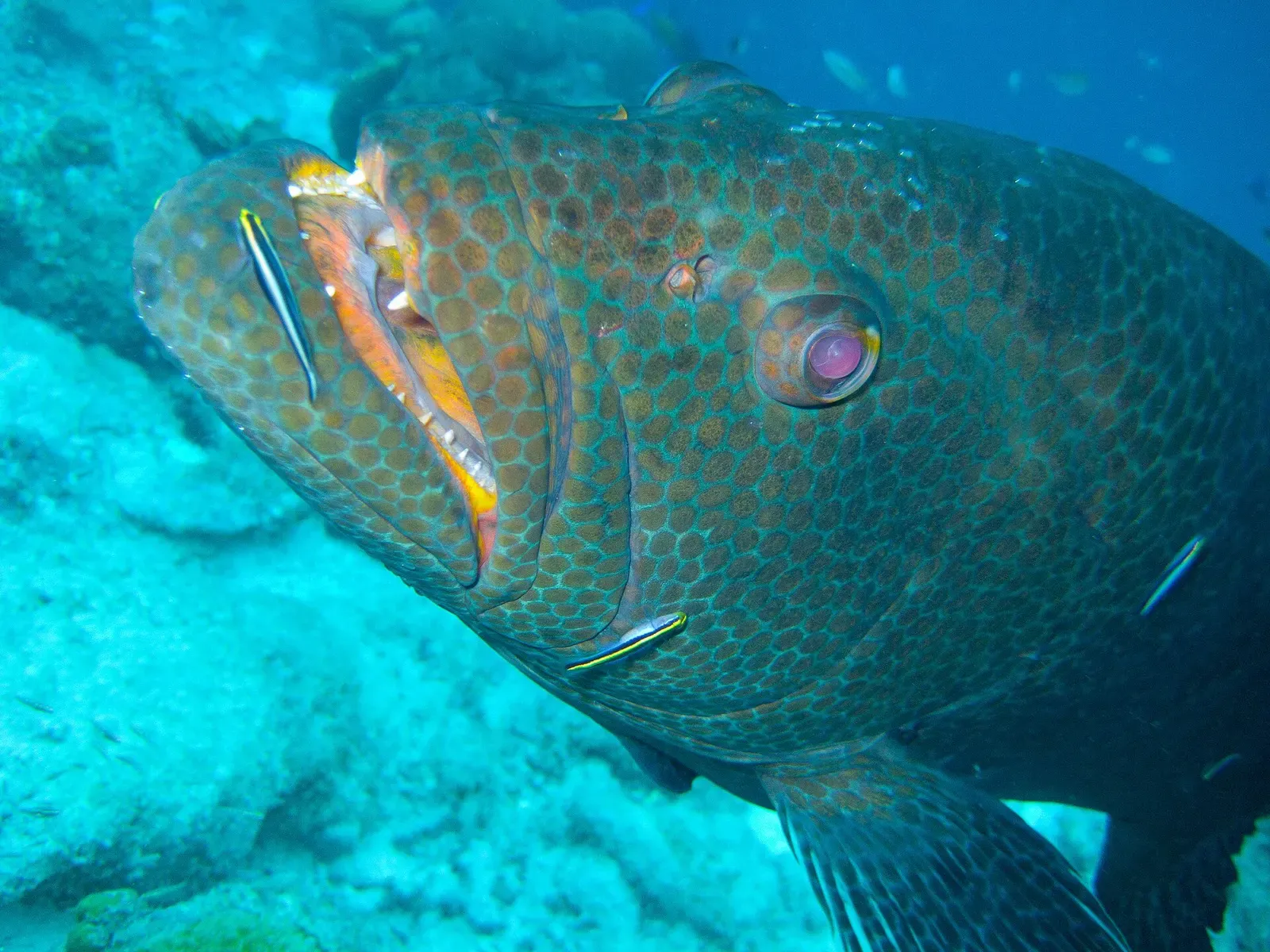 Close-up of a grouper's spotted face at an underwater cleaning station with a small cleaner fish near its gills — Kapalai House Reef, Mabul & Kapalai