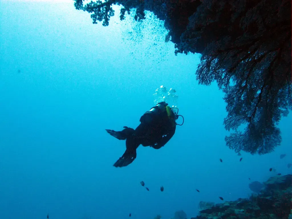 One diver swimming out into open blue water beneath a large dark sea fan on an overhang — Siaes Tunnel, Palau.