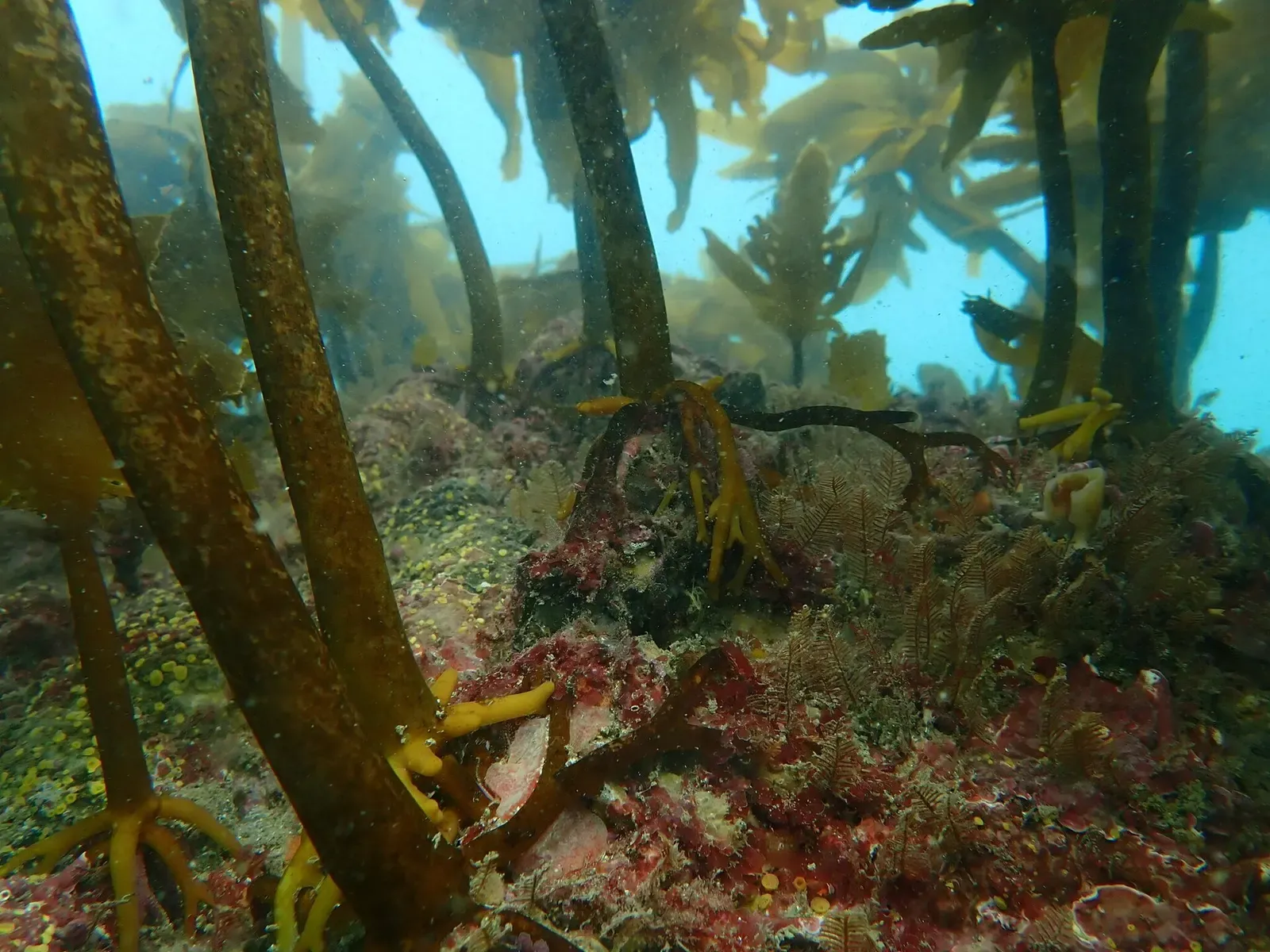 Ecklonia radiata kelp forest growing over boulder reef at Cape Rodney-Okakari Point Marine Reserve — Goat Island