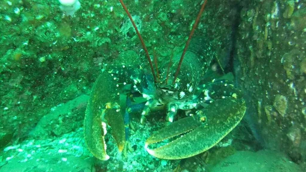 A common lobster faces the camera from a rocky crevice, red antennae extended — Farne Islands