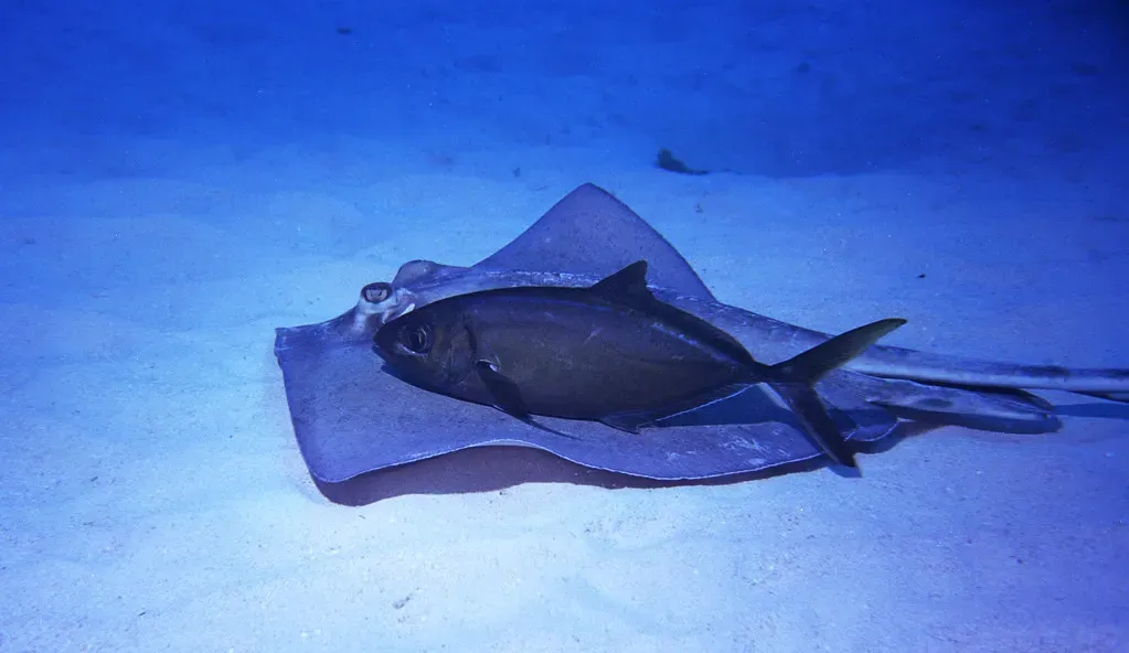 A southern stingray glides over sand with a small jack fish riding along its back — Little Cayman