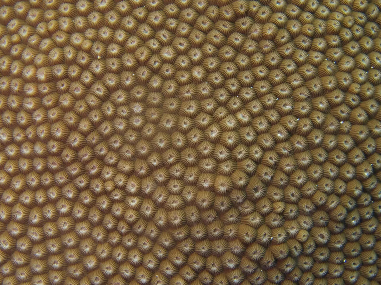 Macro view of a coral colony's polyps forming a dense radial pattern — Apo Island Marine Sanctuary, Apo Island.