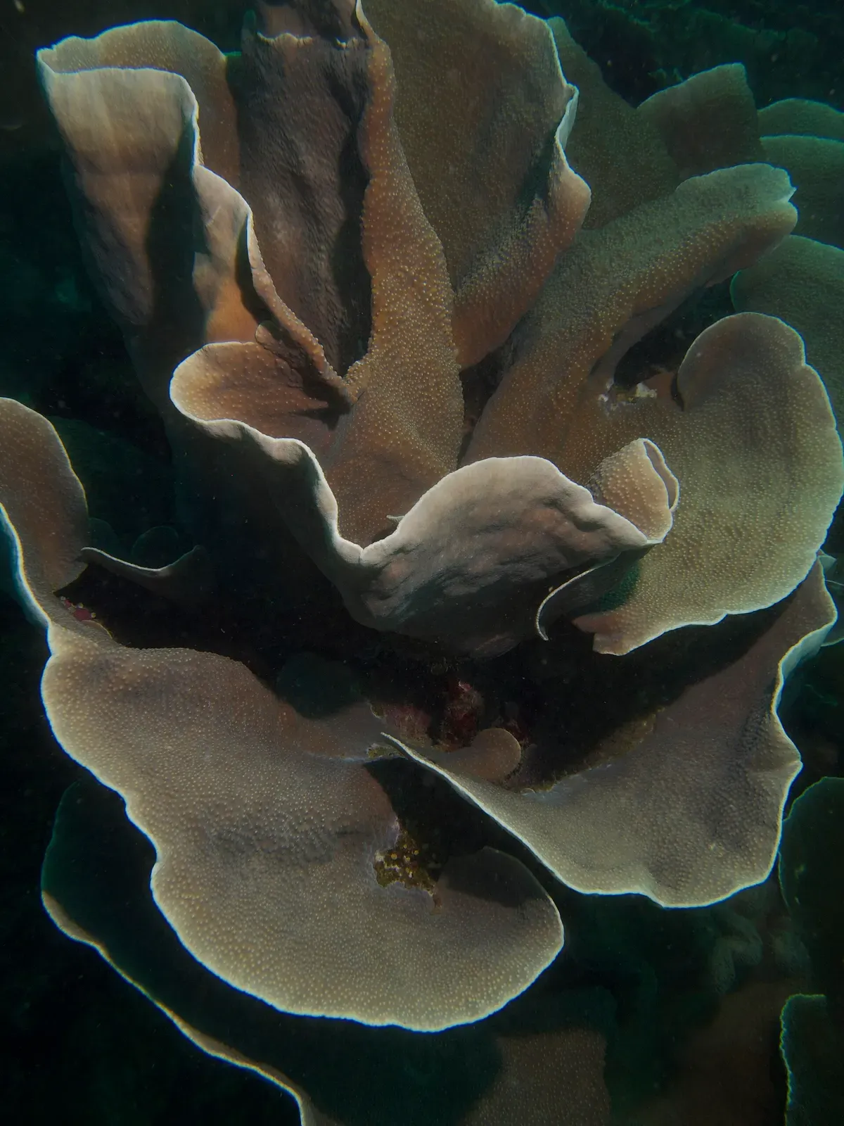 Large plate coral fronds stacked one above another on the Apo Island reef — Katipanan Reef.
