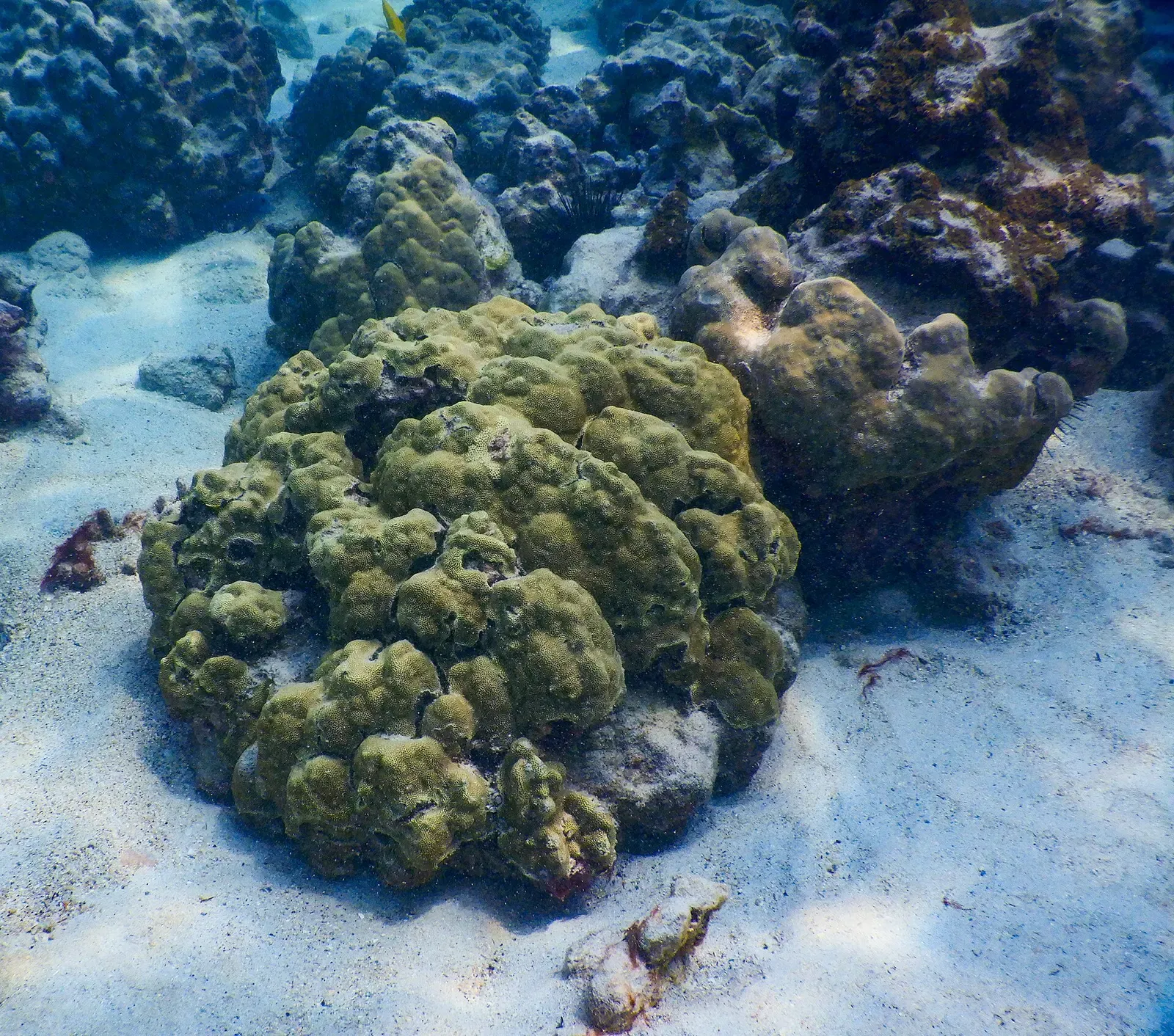 A coral head sits on a sand patch with sea urchins and a small fish nearby underwater in Kealakekua Bay — Kona.