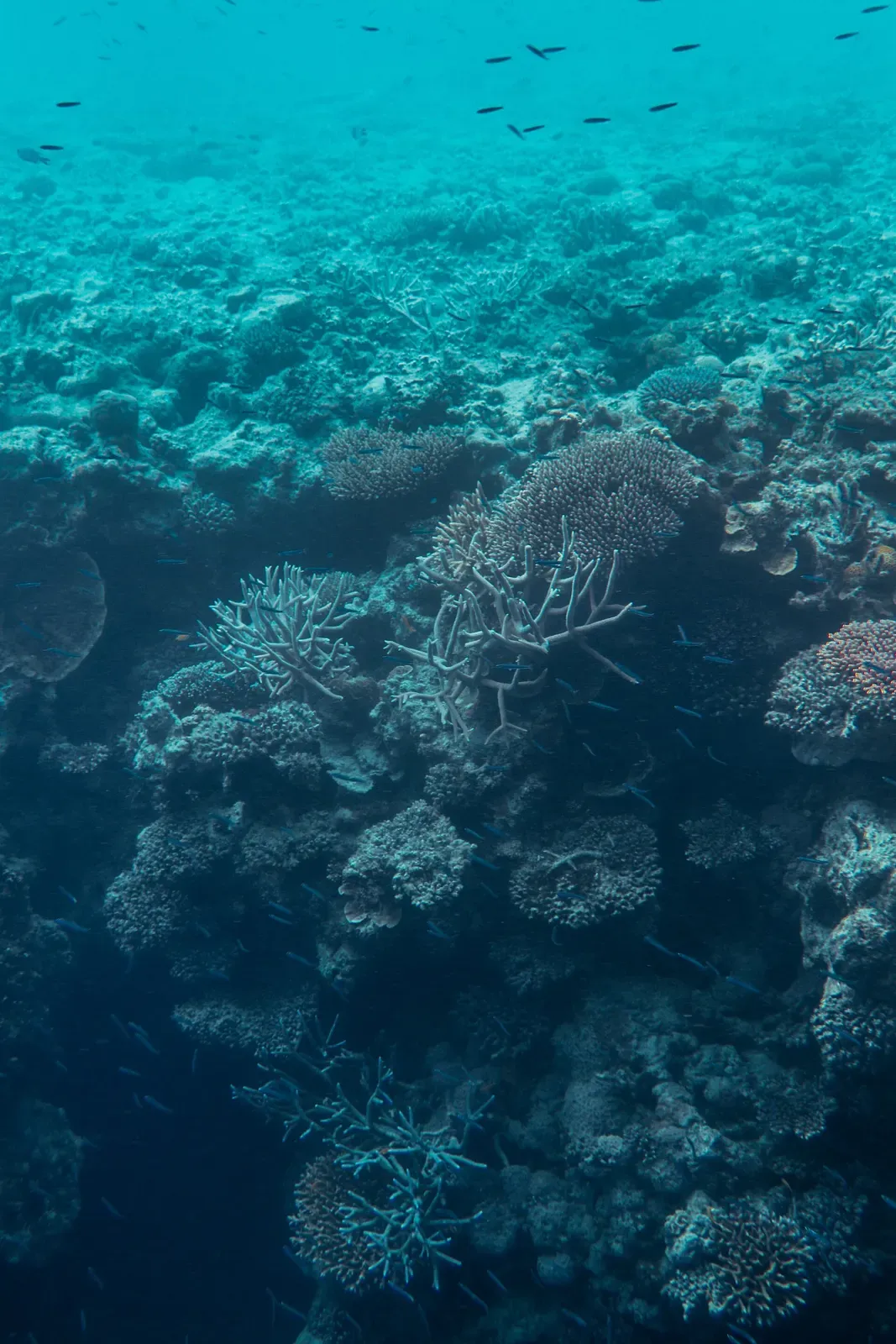 Branching hard coral colonies on a reef in the Whitsunday Islands — Whitsundays