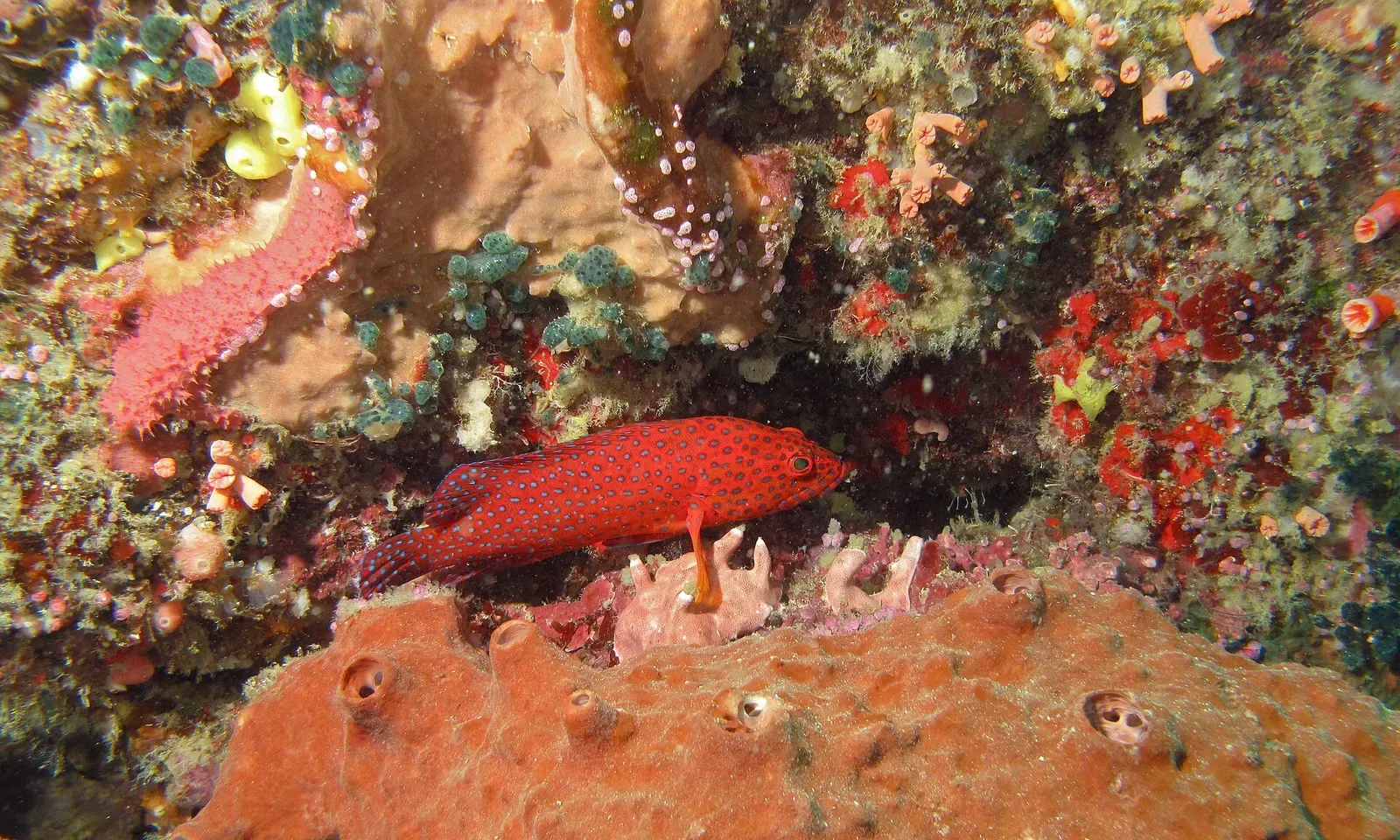 A red coral hind grouper rests on an orange sponge near Turtle Tomb — Sipadan.