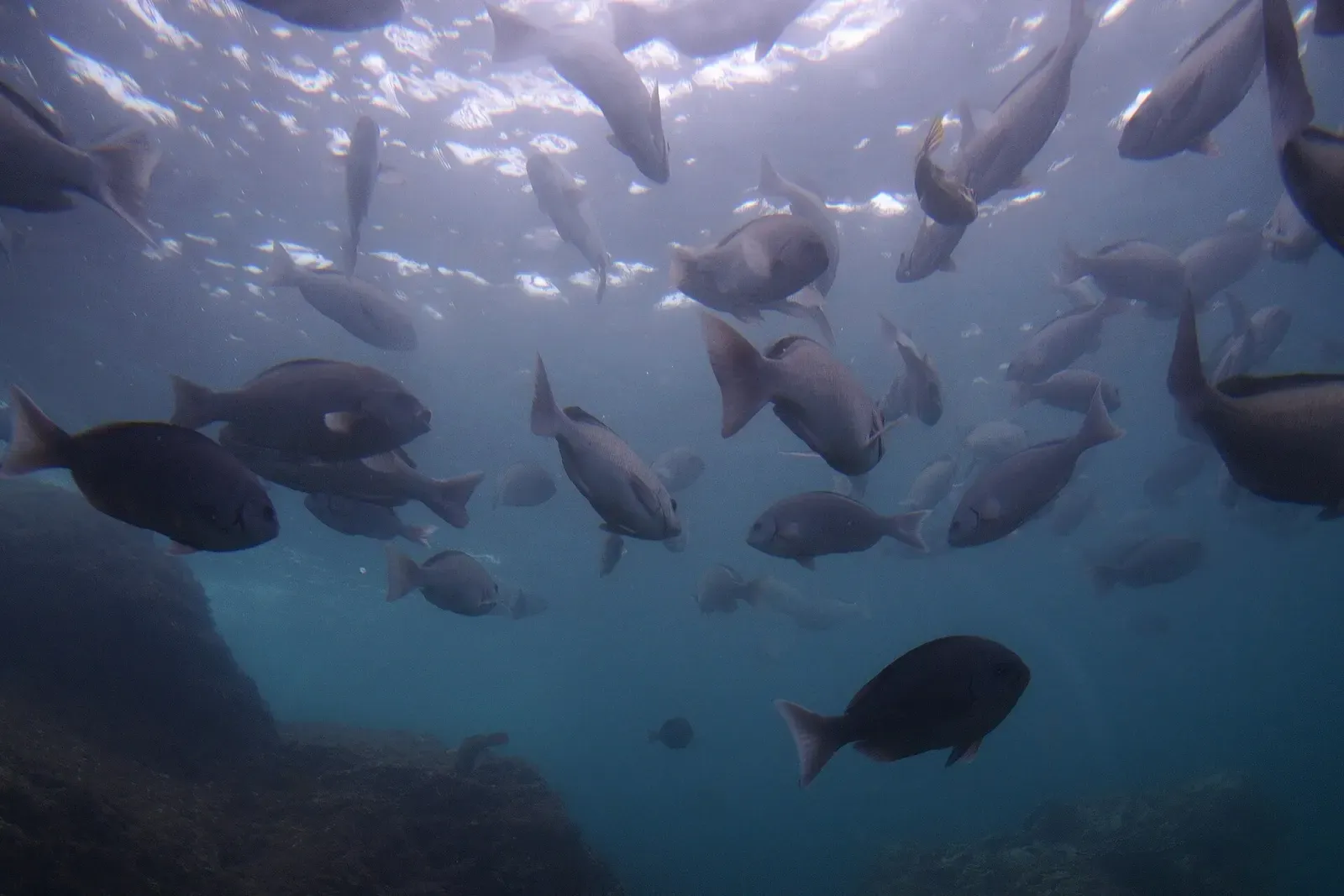 A school of dark reef fish swimming over the shallow reef — Kushimoto Marine Park, Kushimoto