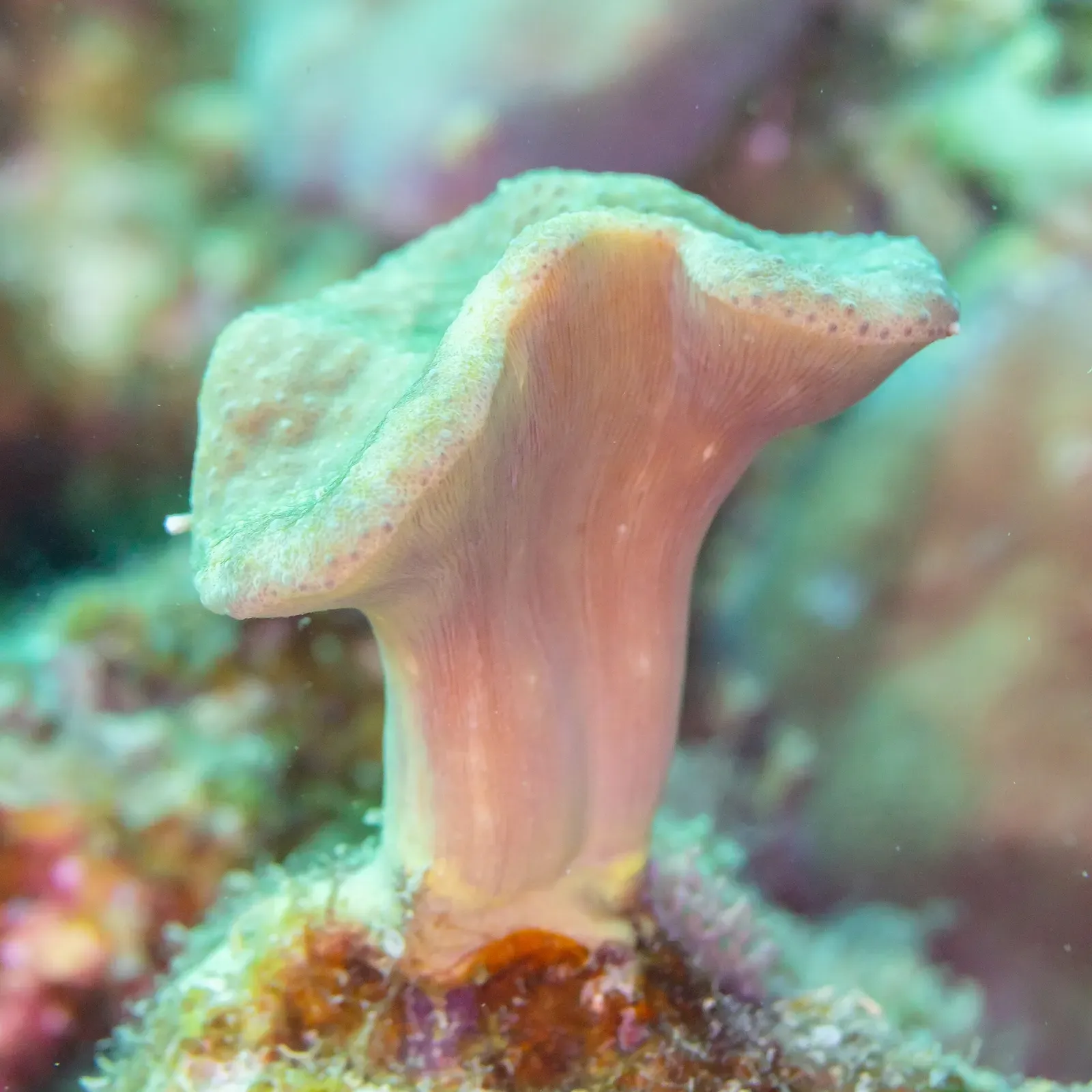 Close-up of a pale green and pink leather coral polyp underwater