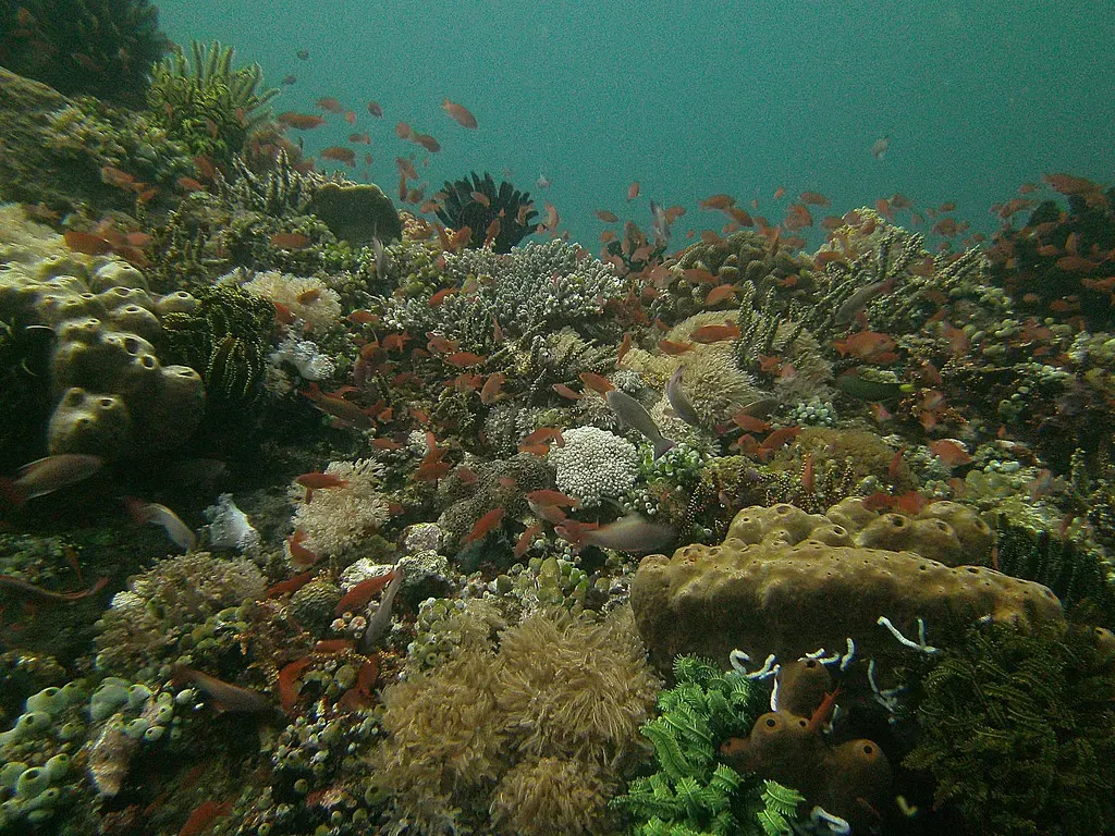 Hard coral colonies with small reef fish schooling above them at Verde Island — Puerto Galera.